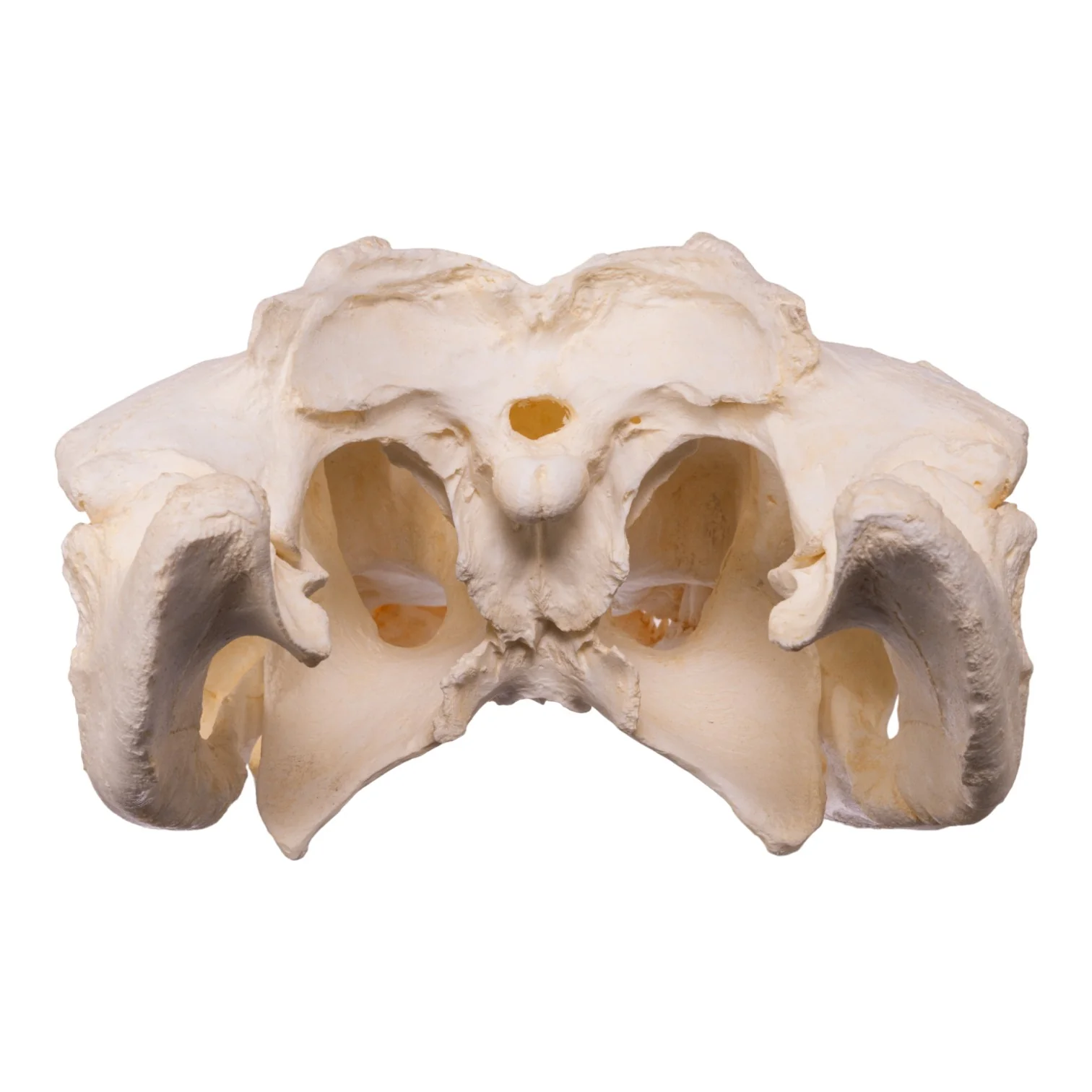 Replica American Alligator Skull (25 in.) - Image 5