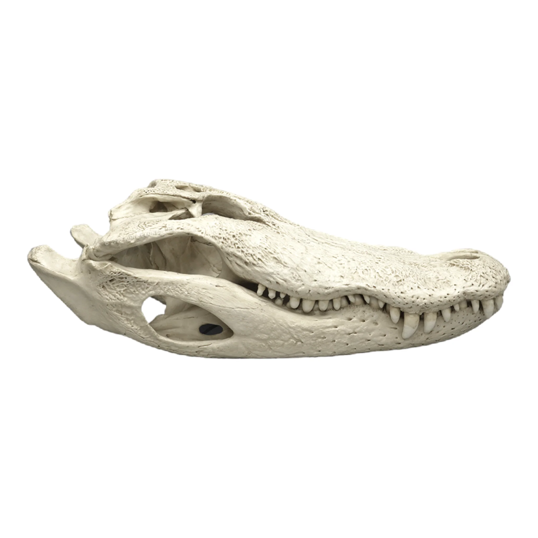 Replica American Alligator Skull (29.5 in.) - Image 2