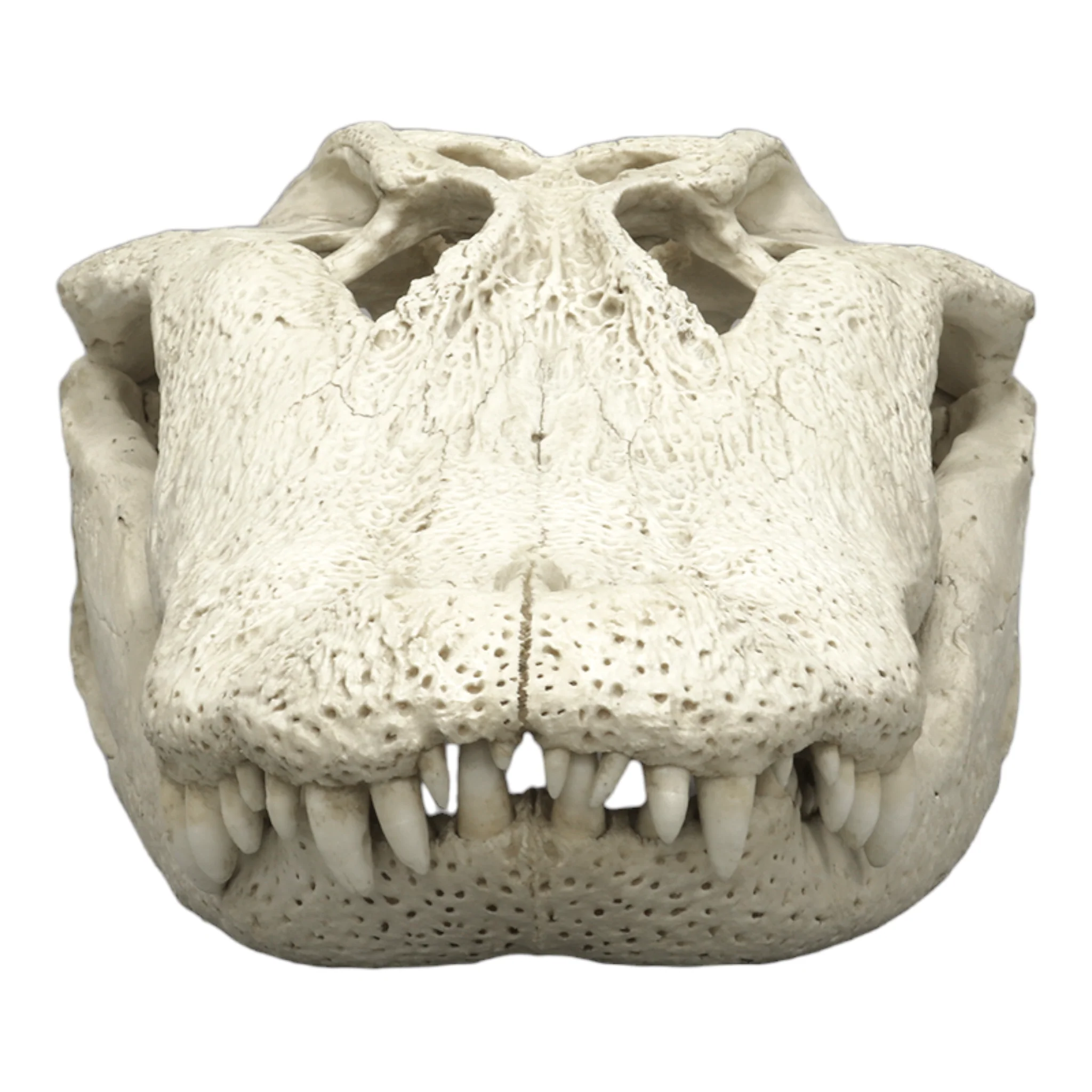Replica American Alligator Skull (29.5 in.) - Image 3