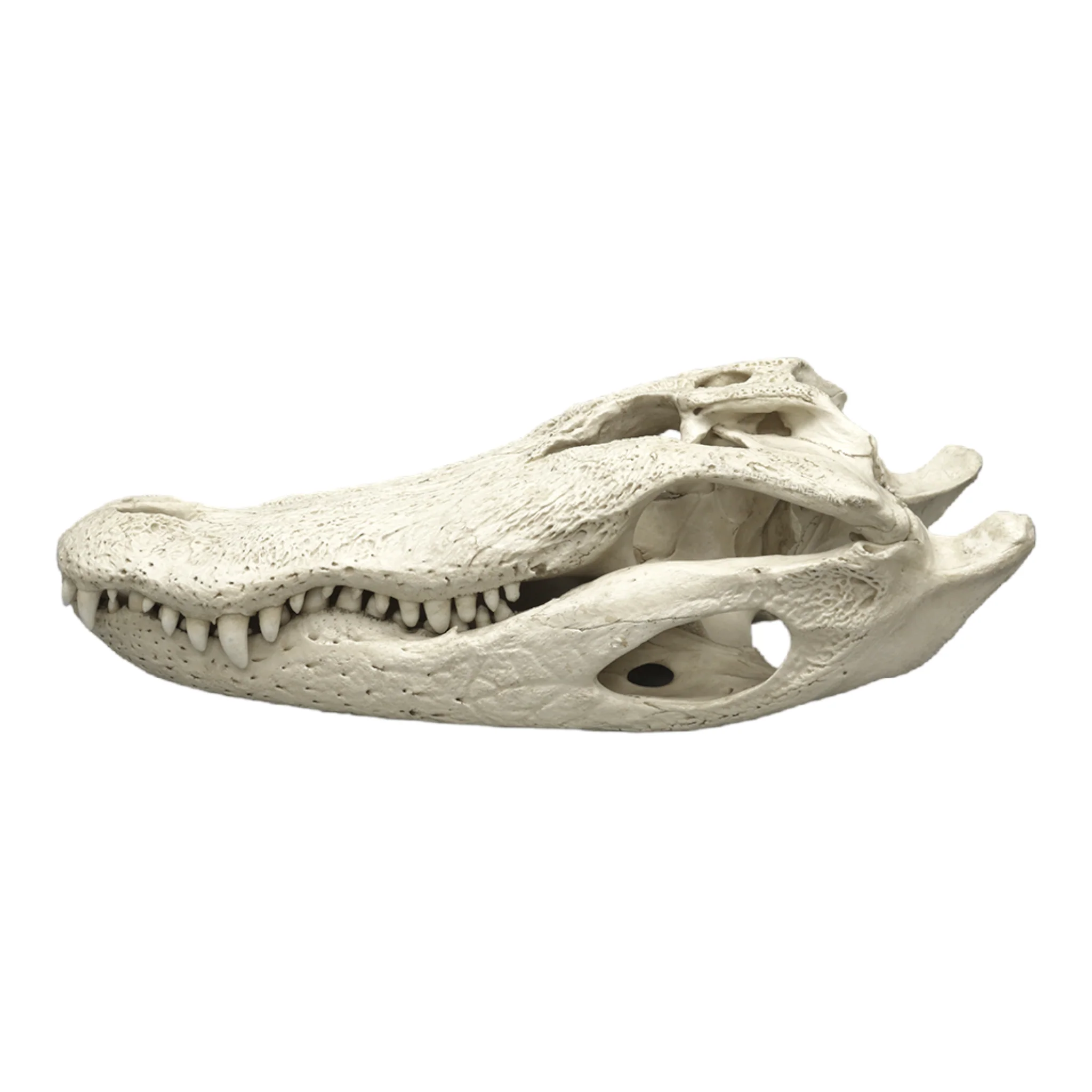 Replica American Alligator Skull (29.5 in.) - Image 4