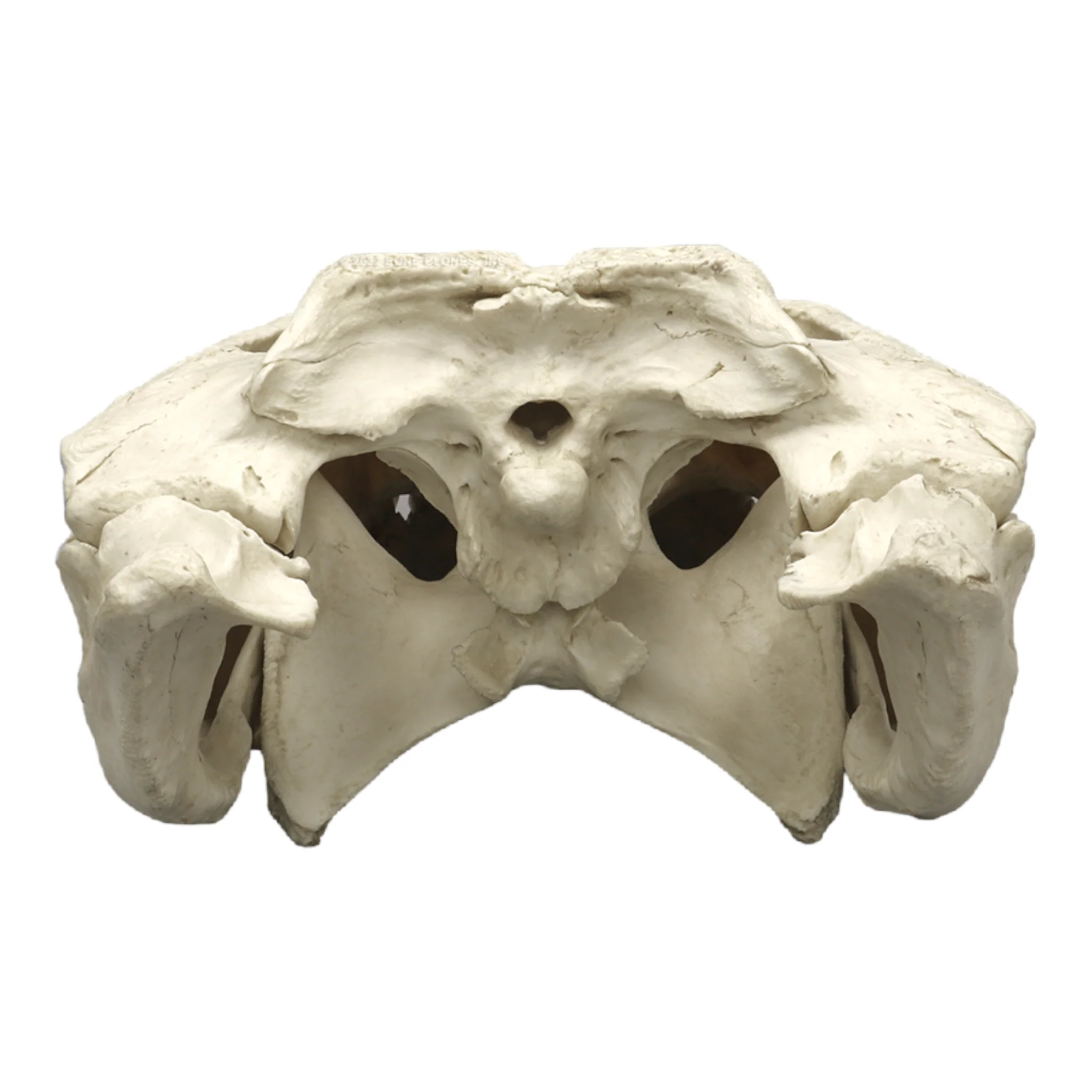 Replica American Alligator Skull (29.5 in.) - Image 5