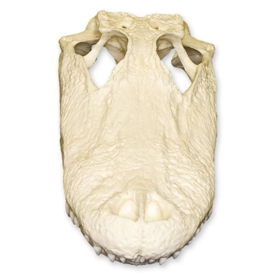 Replica American Alligator Skull (11.5 in.) - Image 3