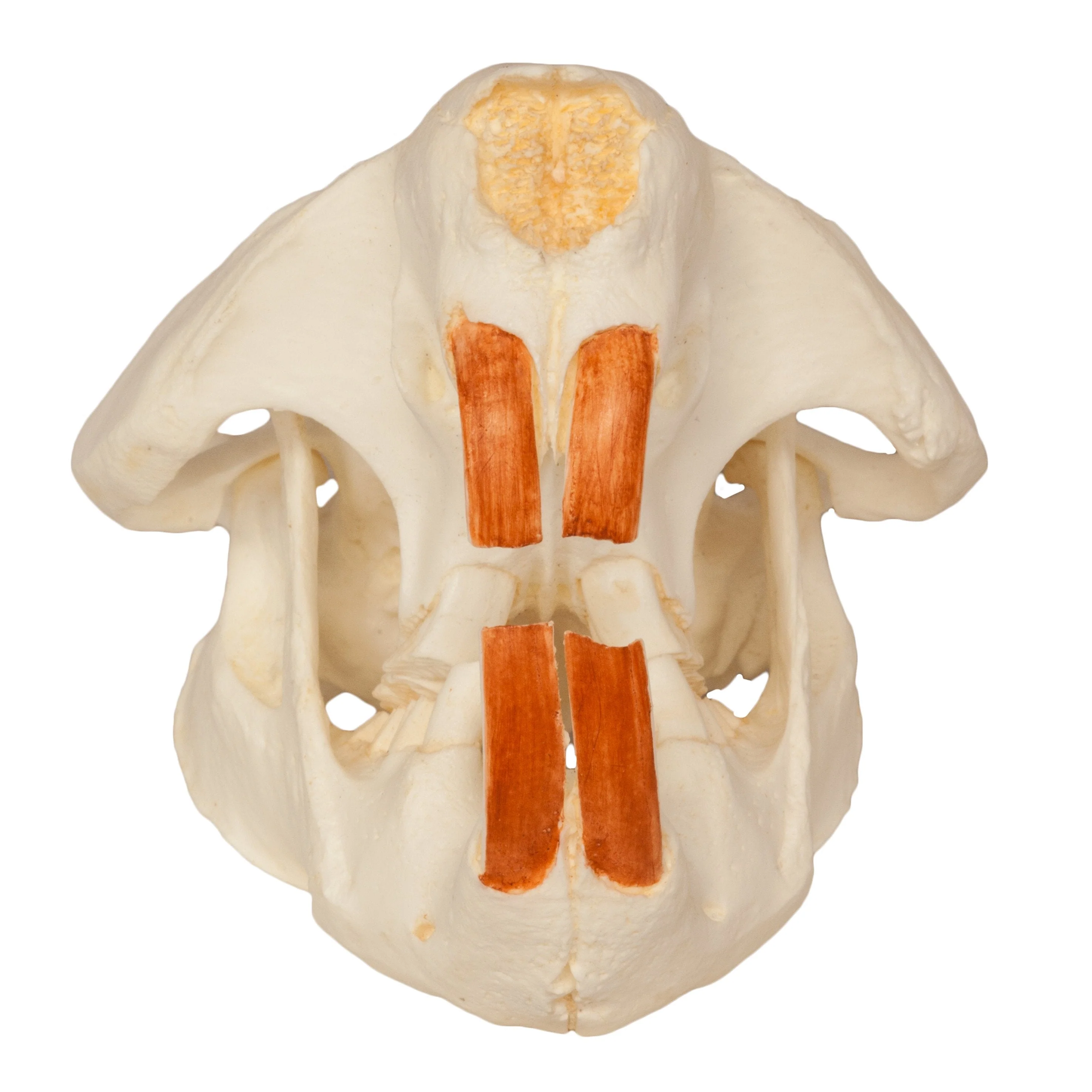 Replica American Beaver Skull - Image 3