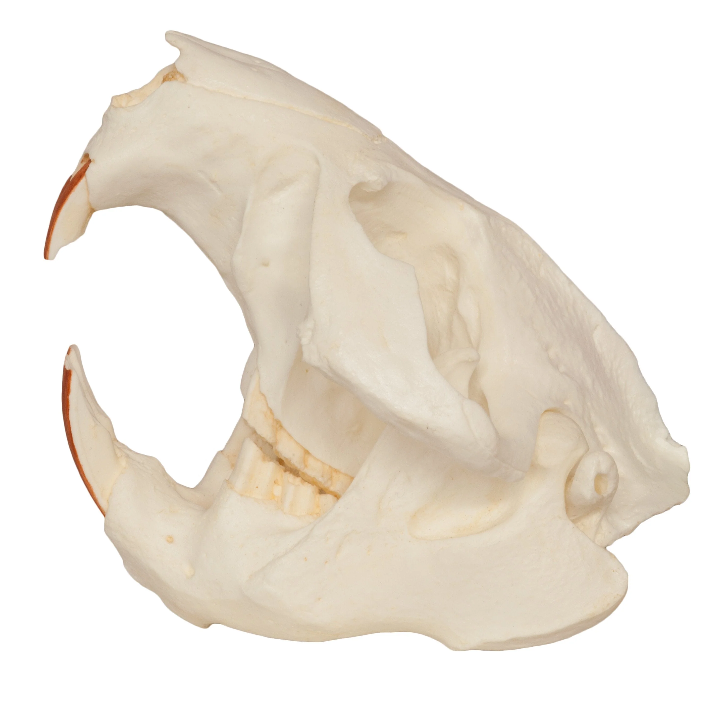Replica American Beaver Skull - Image 4