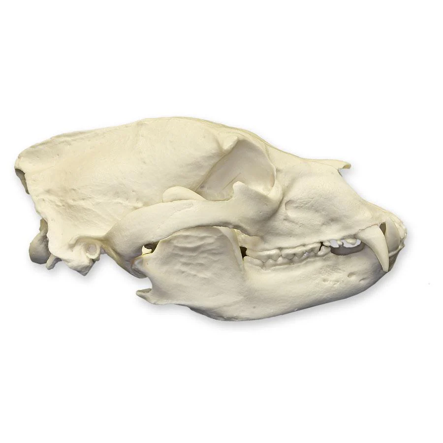 Replica American Black Bear Skull - Economy - Image 2