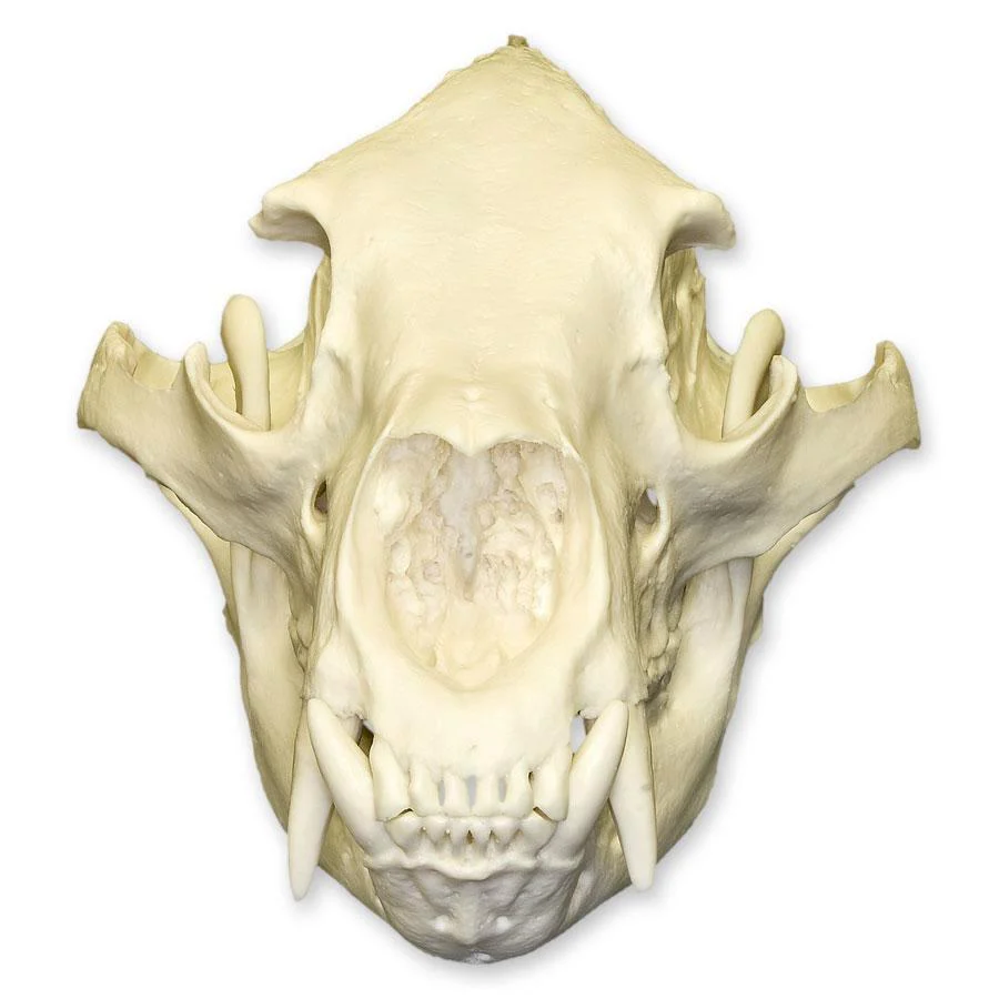 Replica American Black Bear Skull - Economy - Image 3