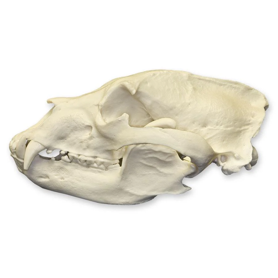 Replica American Black Bear Skull - Economy - Image 4