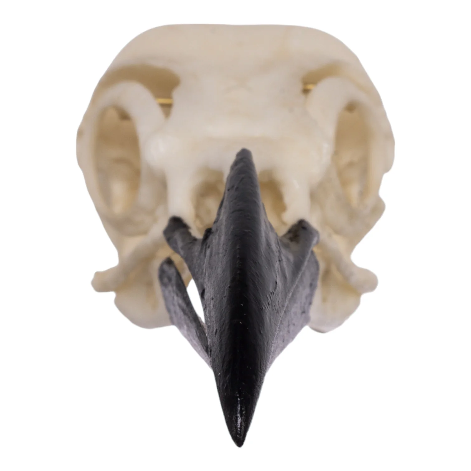 Replica American Crow Skull - Image 3