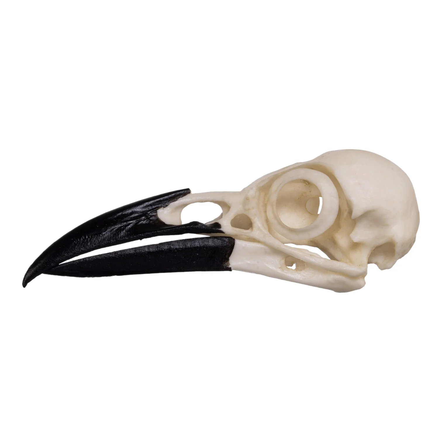 Replica American Crow Skull - Image 4