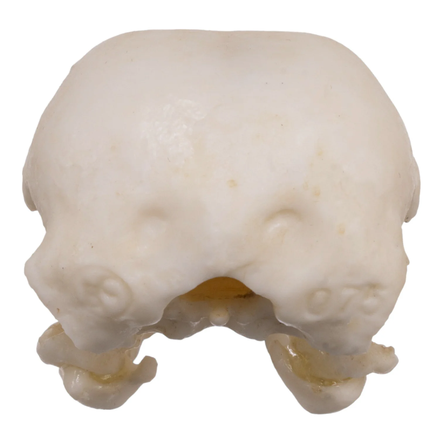 Replica American Crow Skull - Image 5