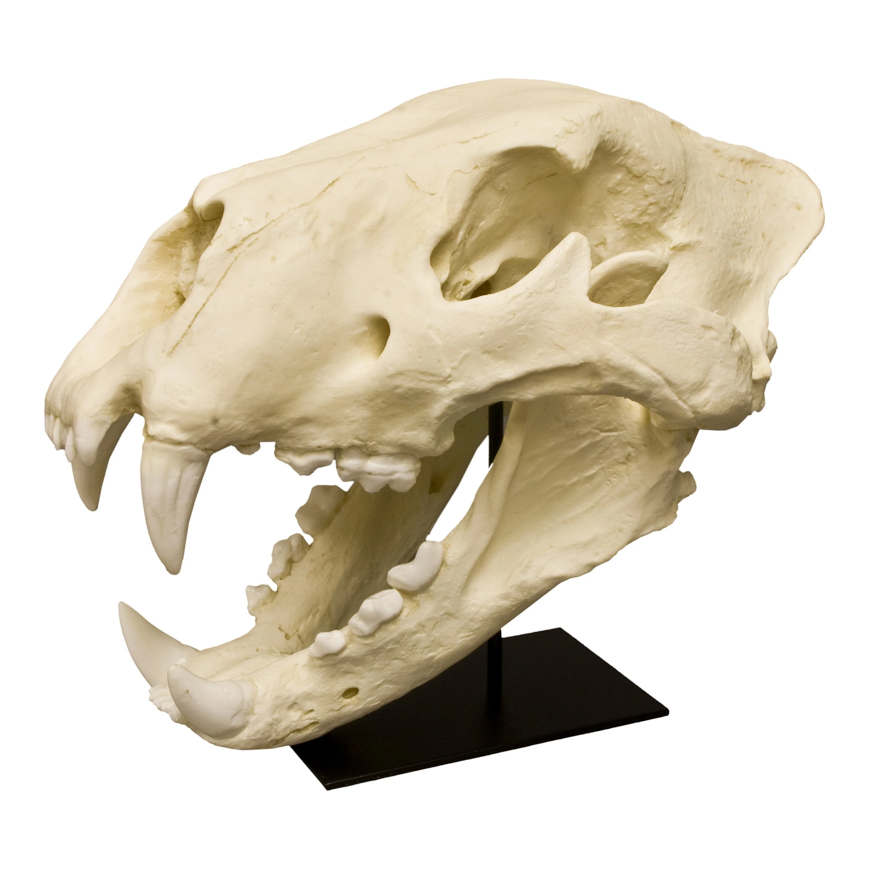 Replica American Lion Skull - Felis atrox - Image 2