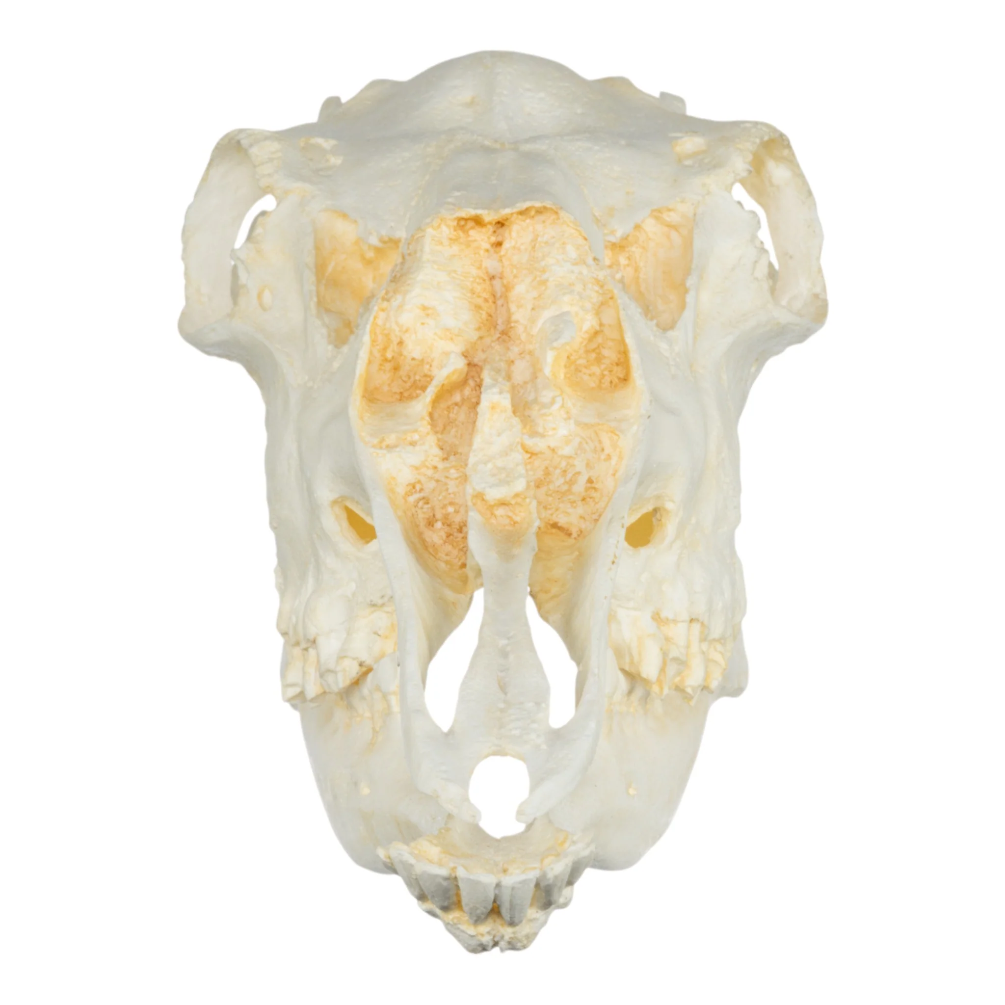 Replica American Moose Skull - Female - Image 3