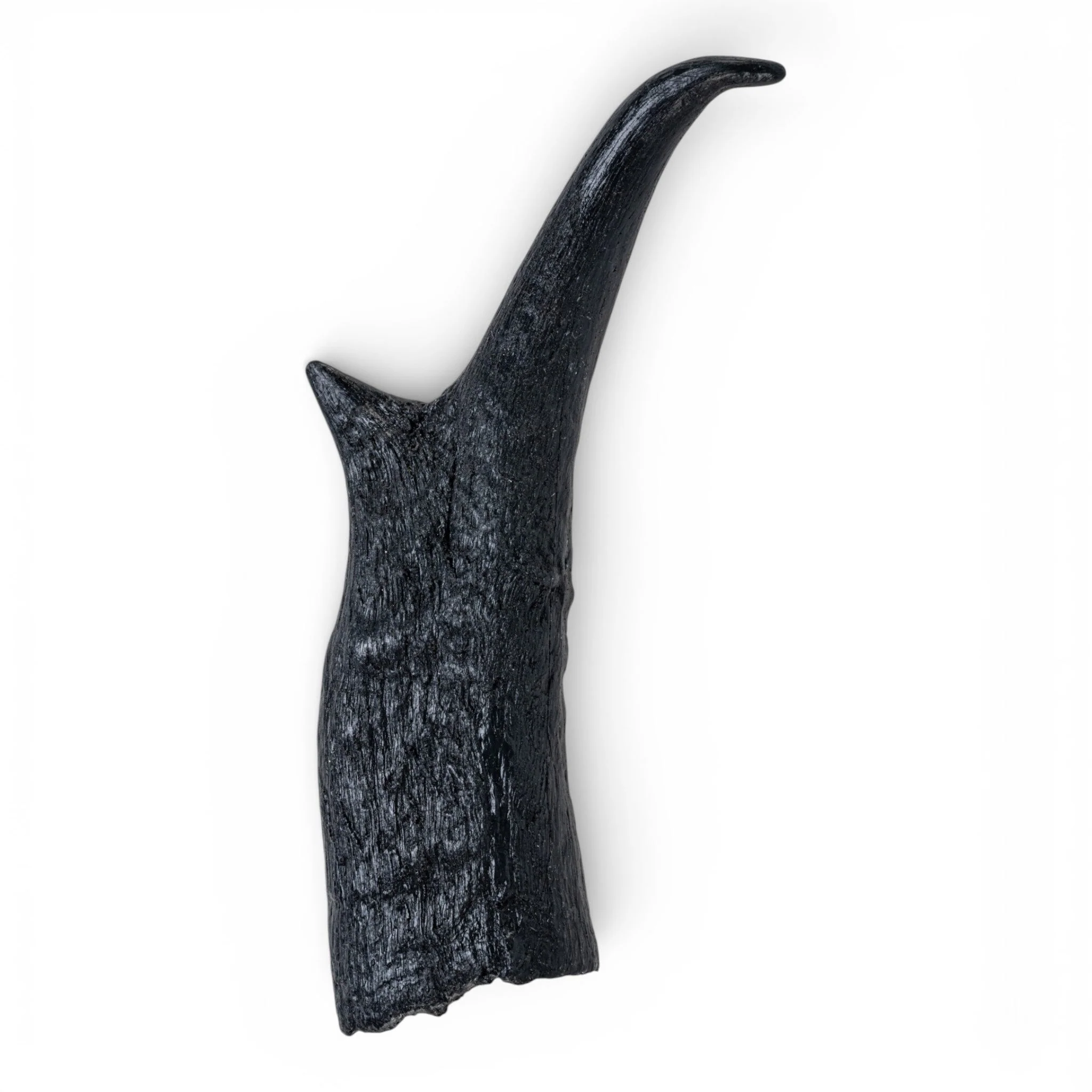 Replica American Pronghorn Horn - Left - Image 2