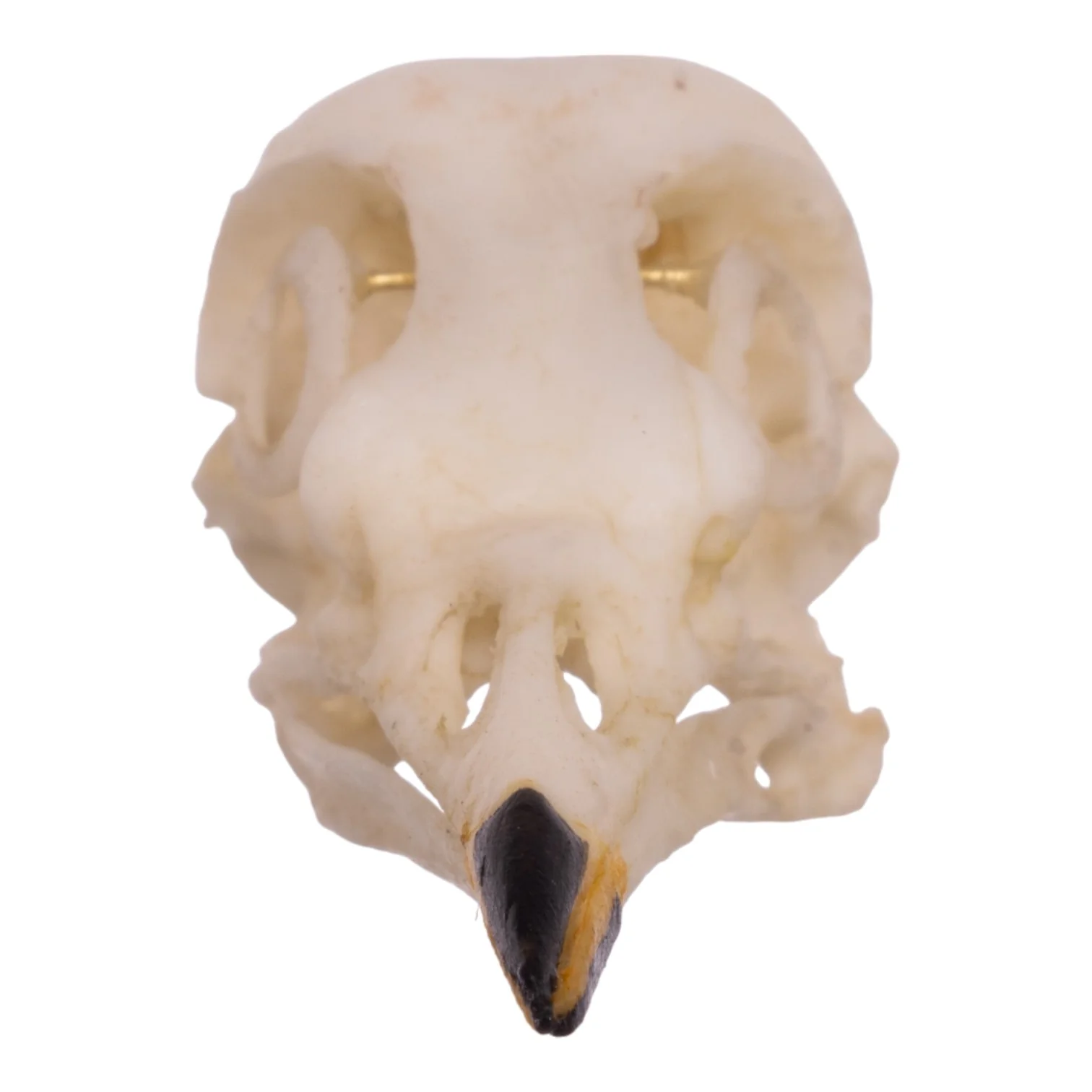 Replica American Robin Skull - Image 3