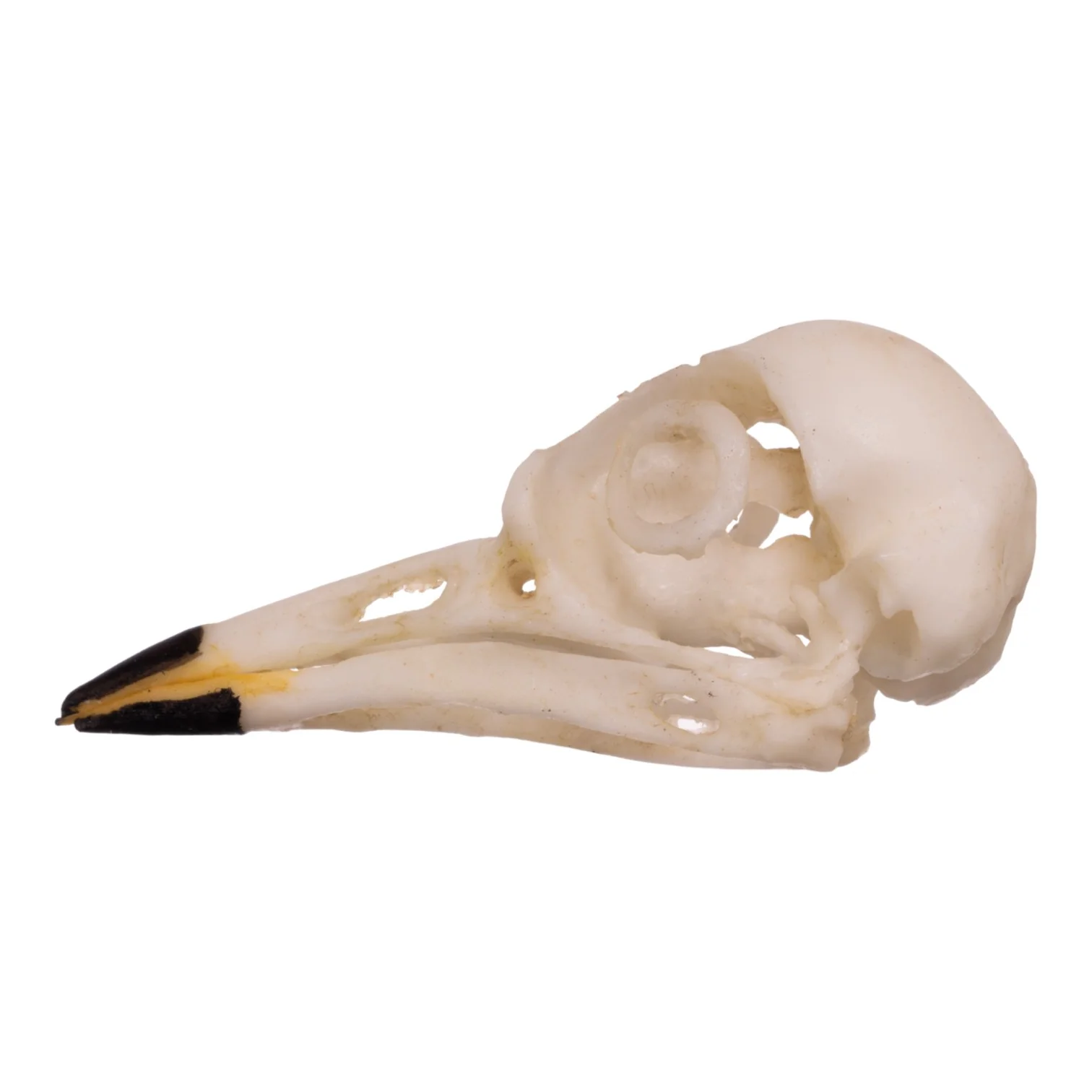Replica American Robin Skull - Image 4