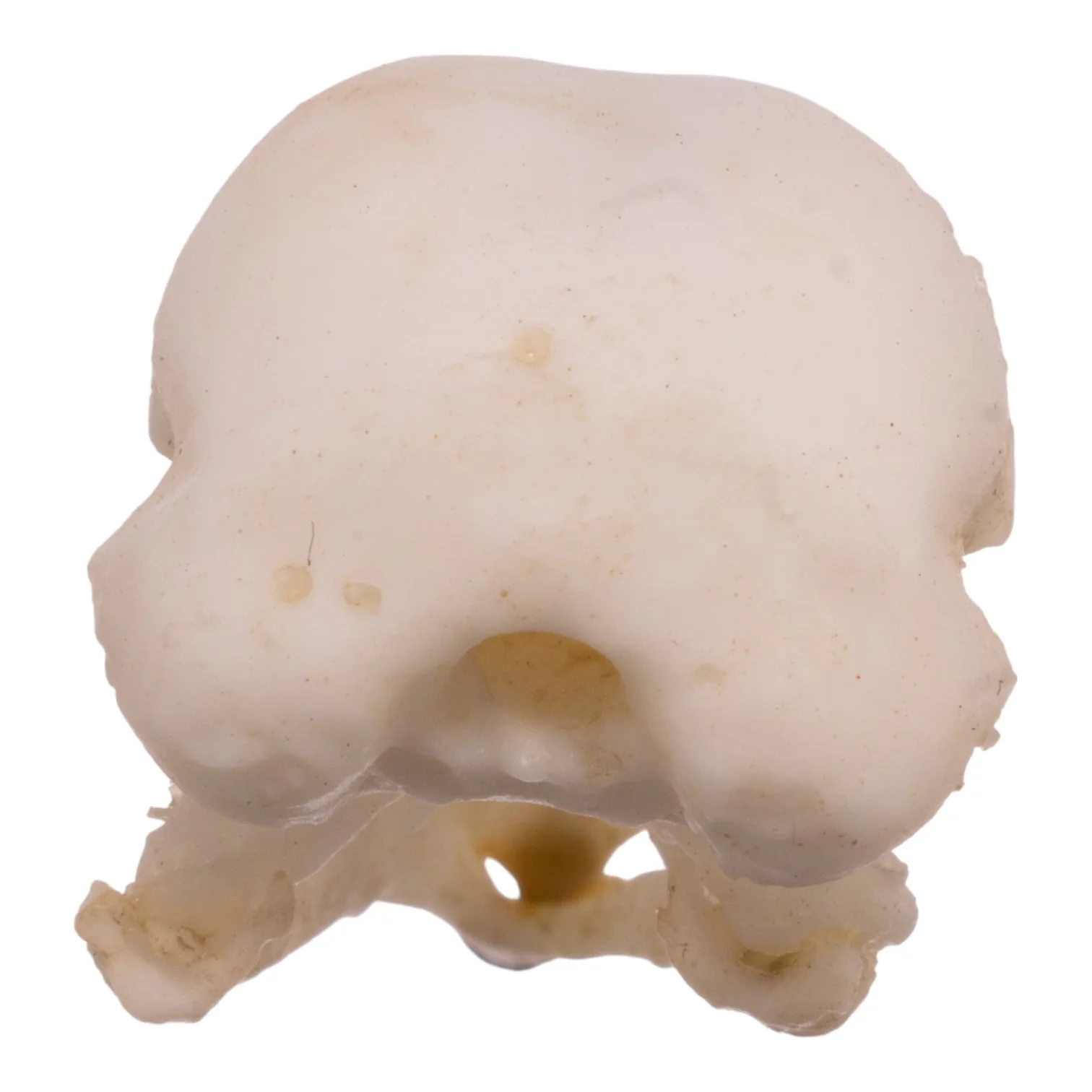 Replica American Robin Skull - Image 5