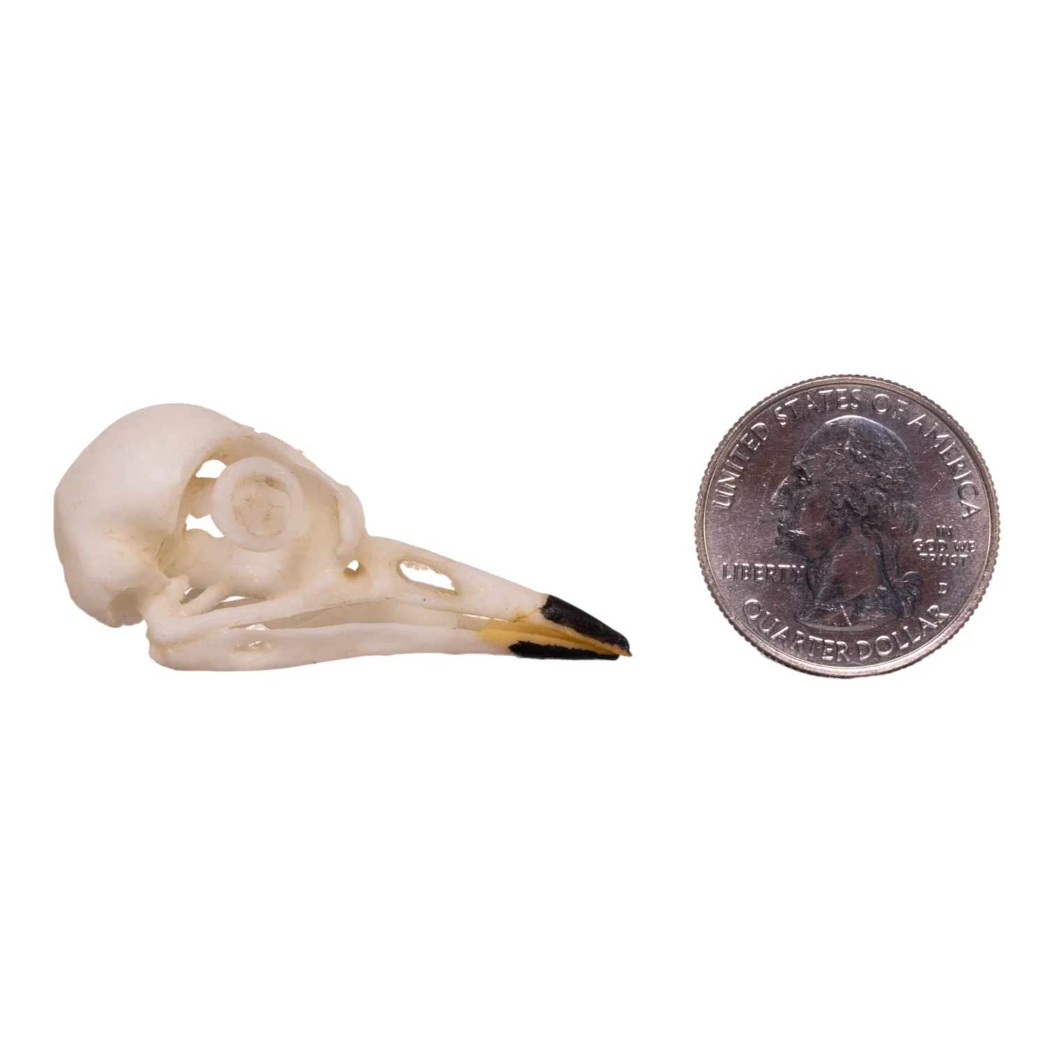 Replica American Robin Skull - Image 6