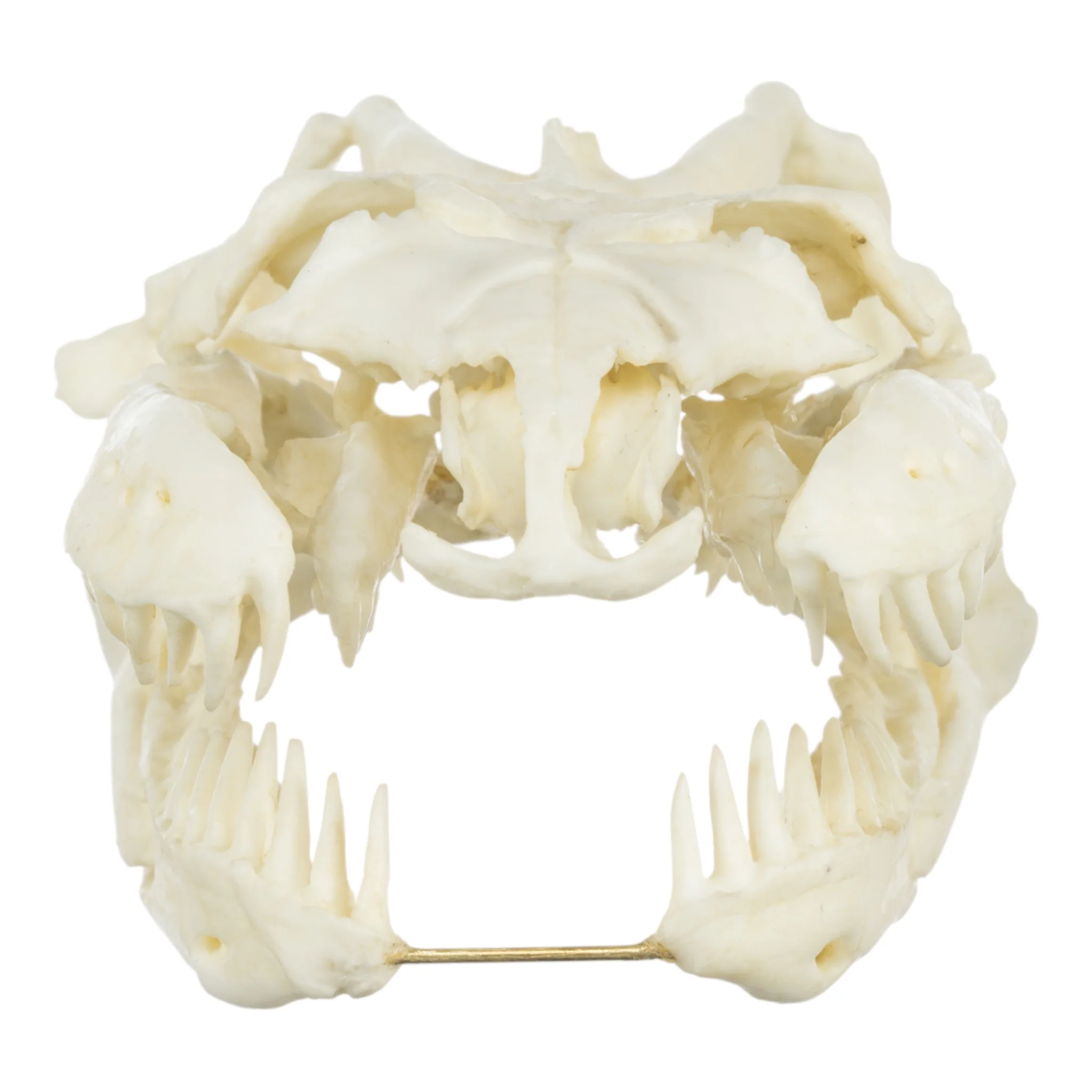 Replica Anaconda Skull - Image 3