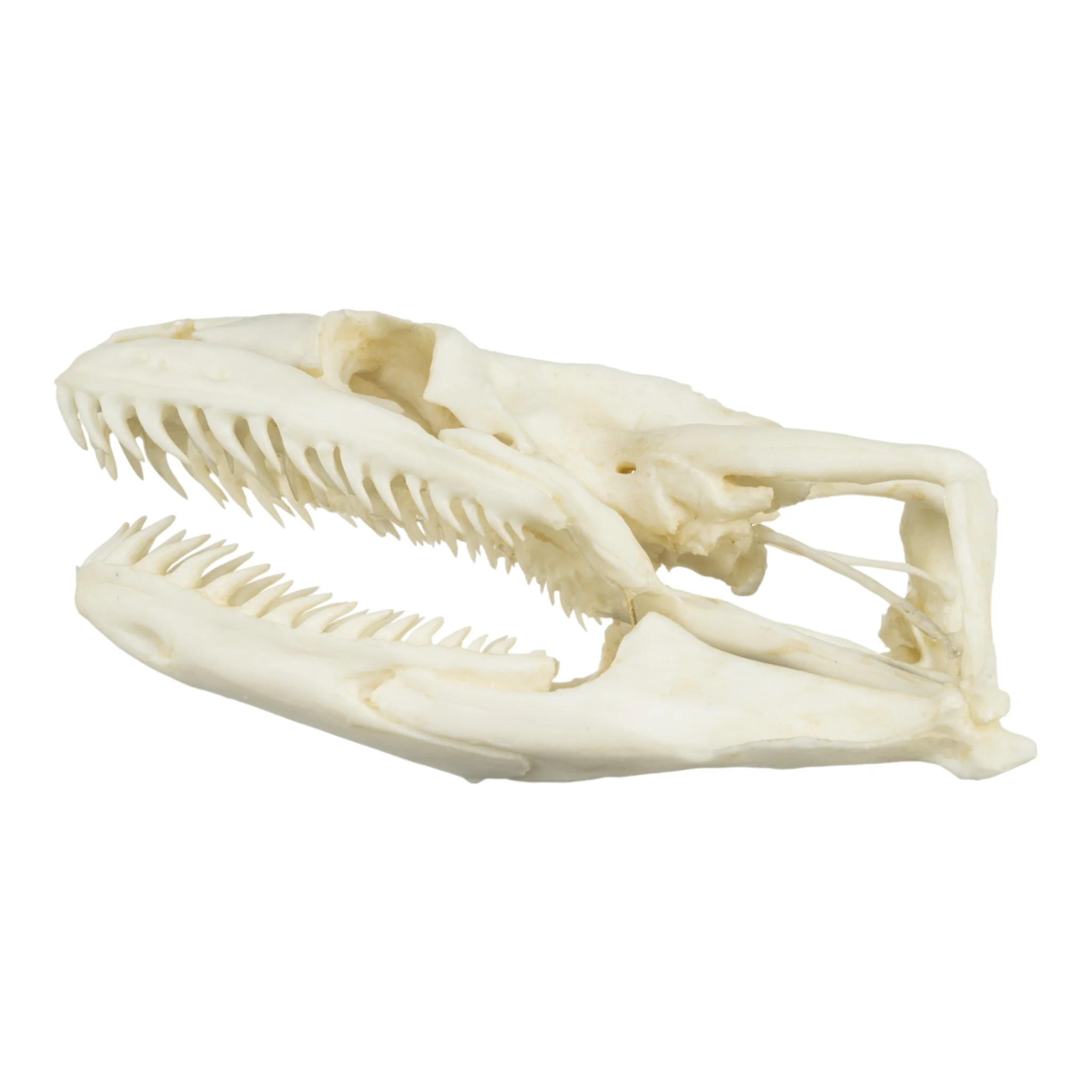 Replica Anaconda Skull - Image 4
