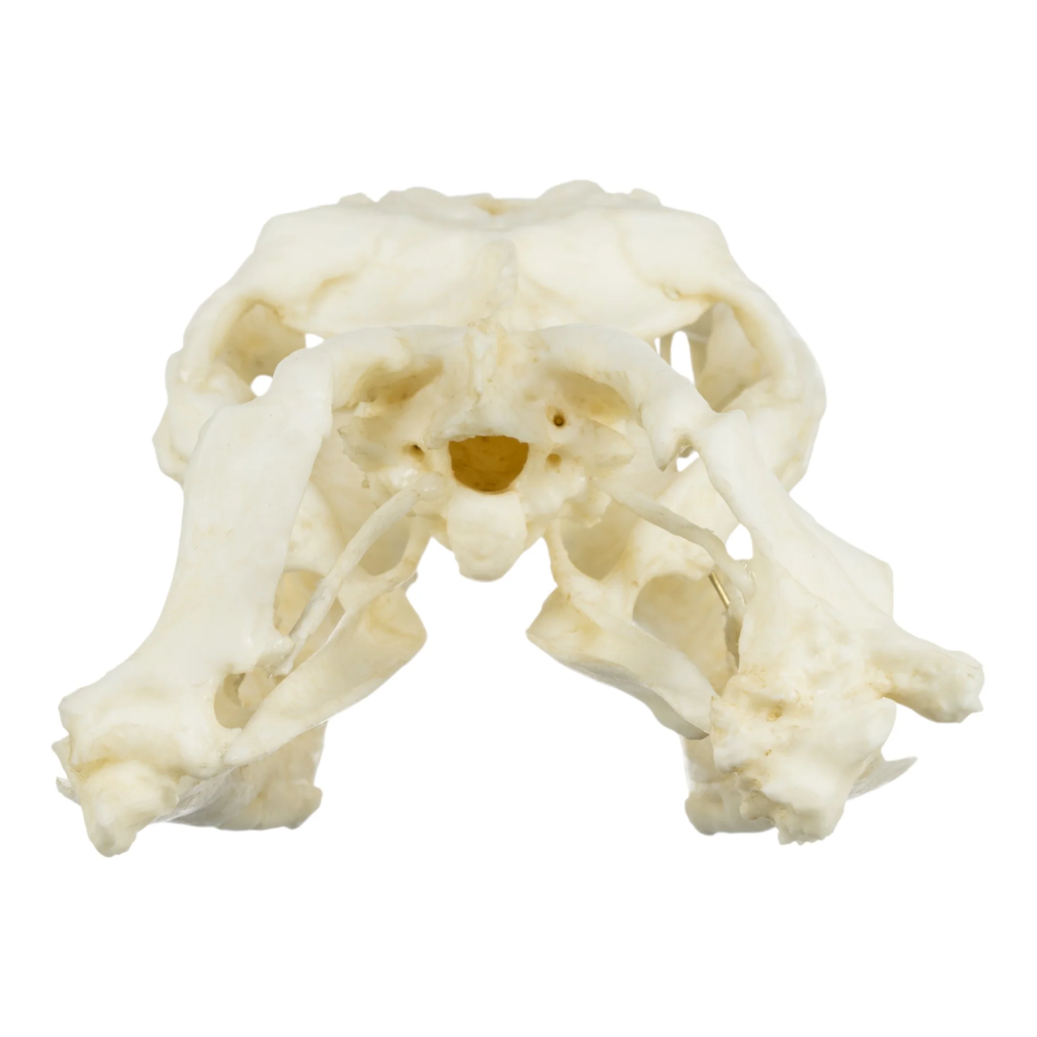 Replica Anaconda Skull - Image 5