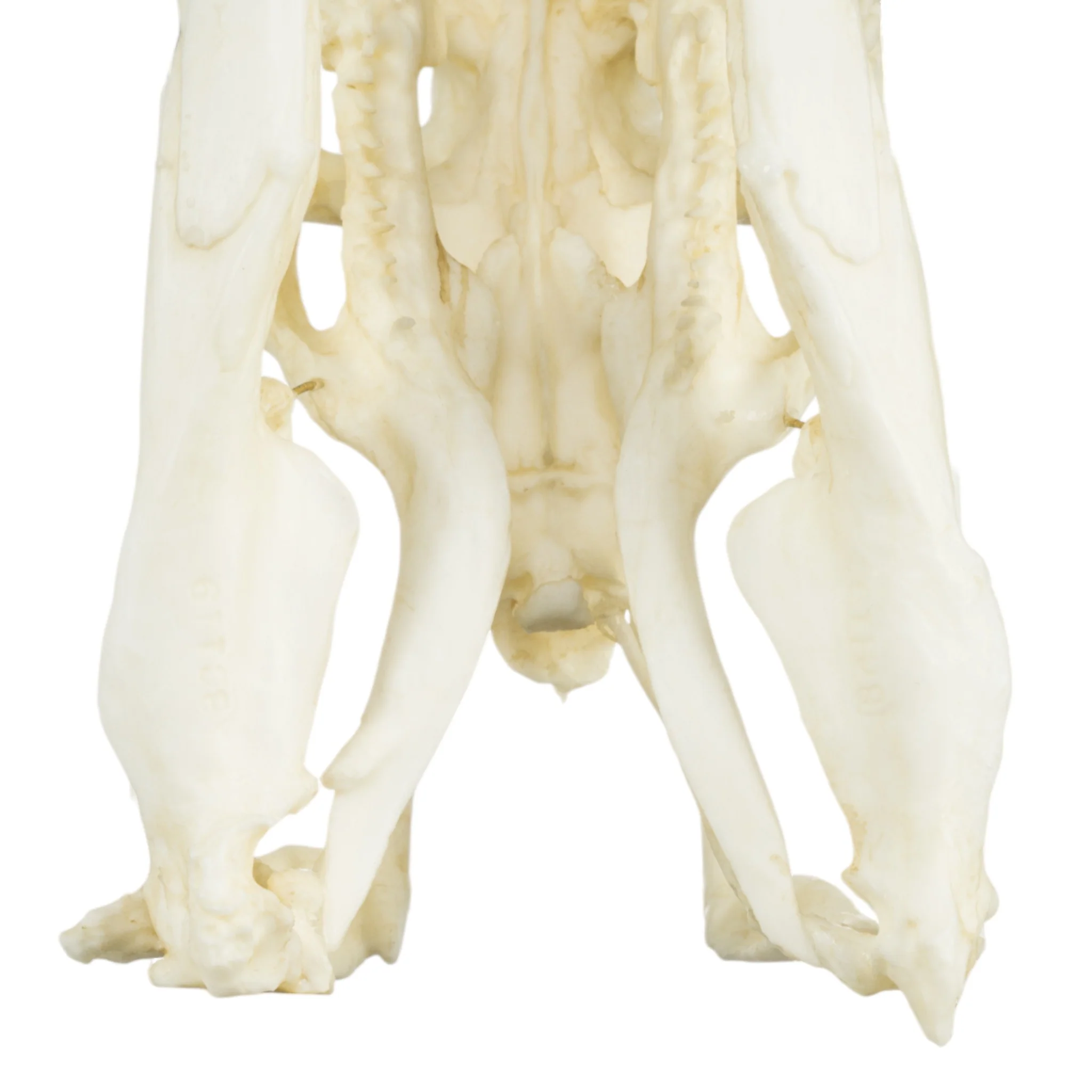 Replica Anaconda Skull - Image 6