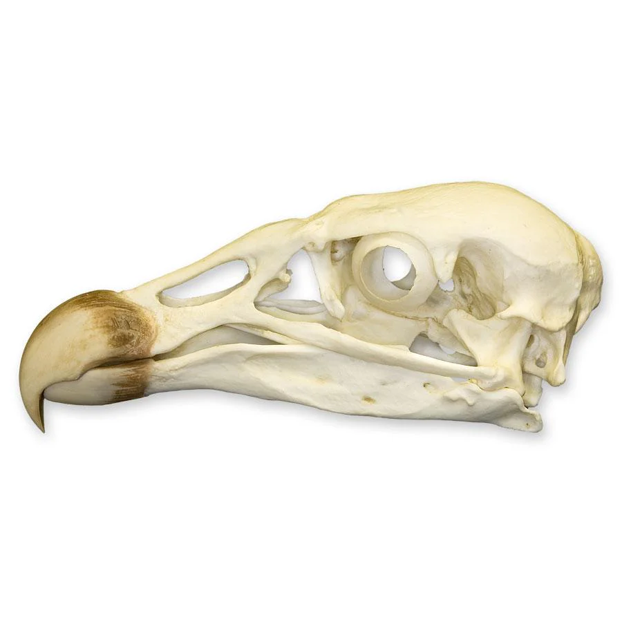 Replica Andean Condor Skull - Image 4