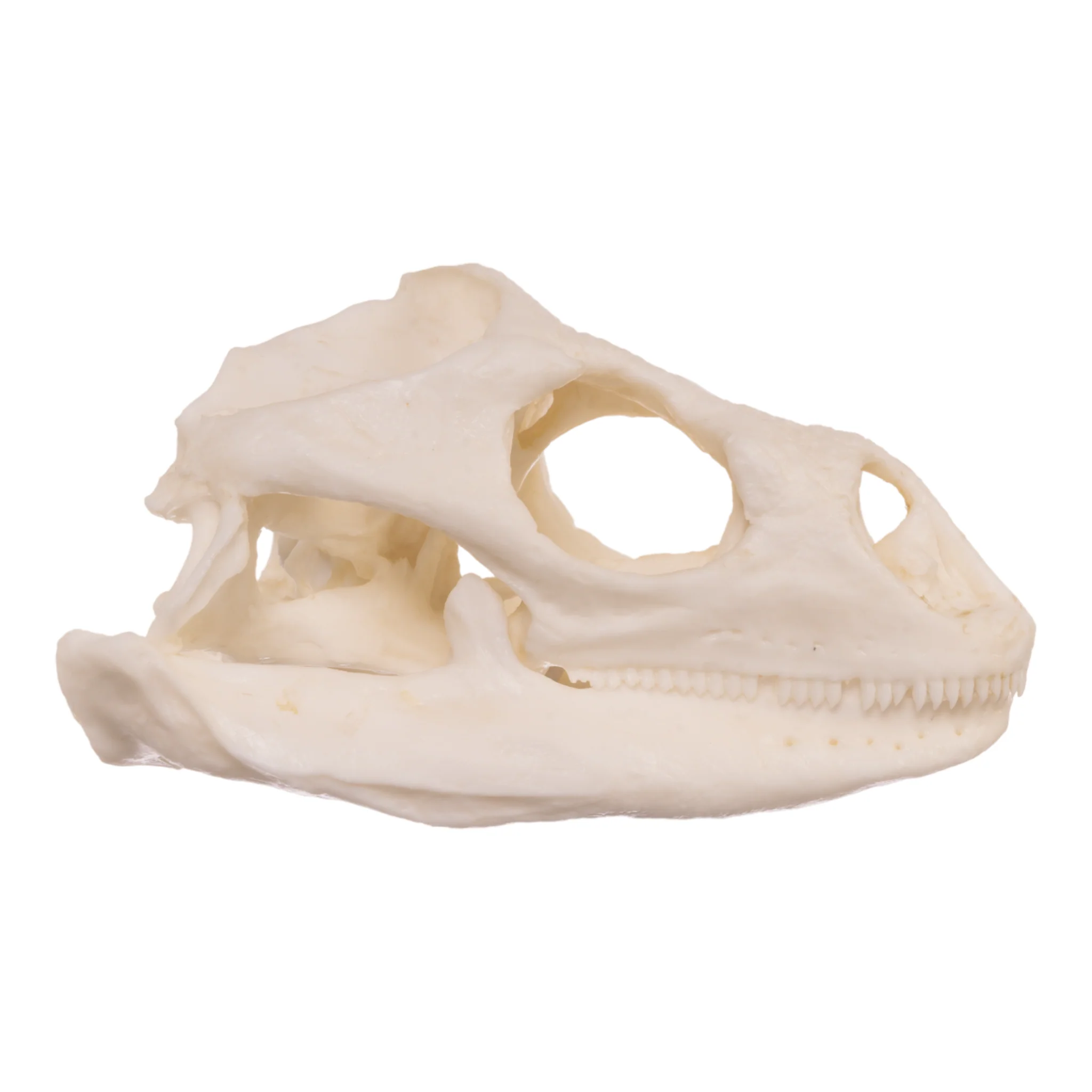 Replica Anegada Rock Iguana Skull - Image 2