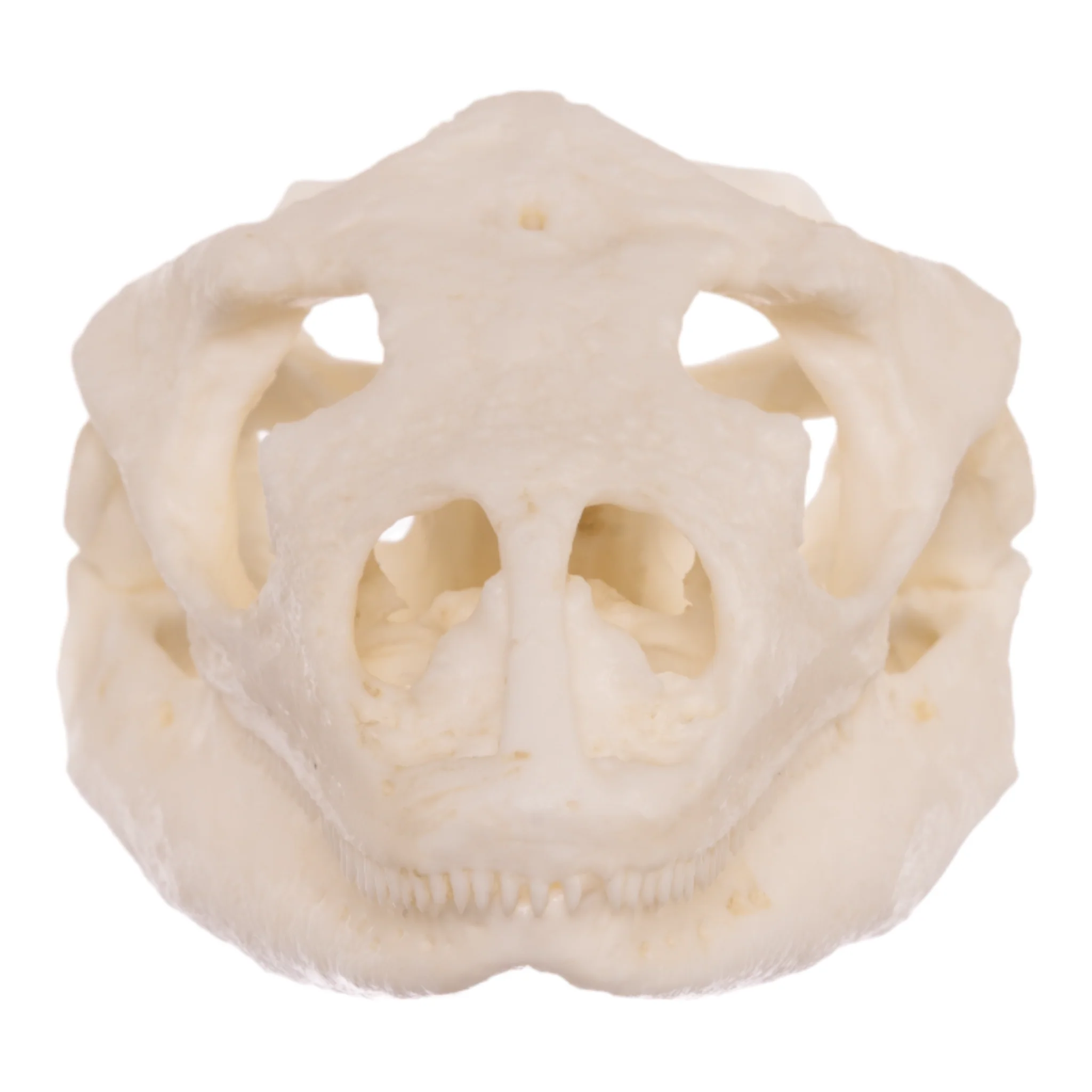 Replica Anegada Rock Iguana Skull - Image 3