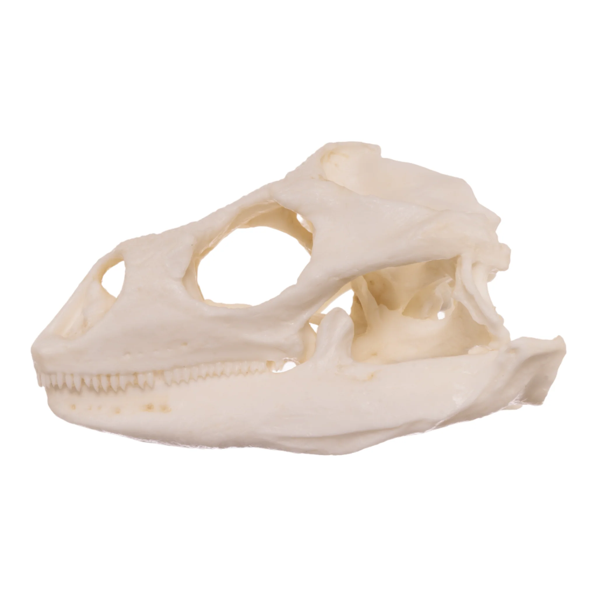 Replica Anegada Rock Iguana Skull - Image 4