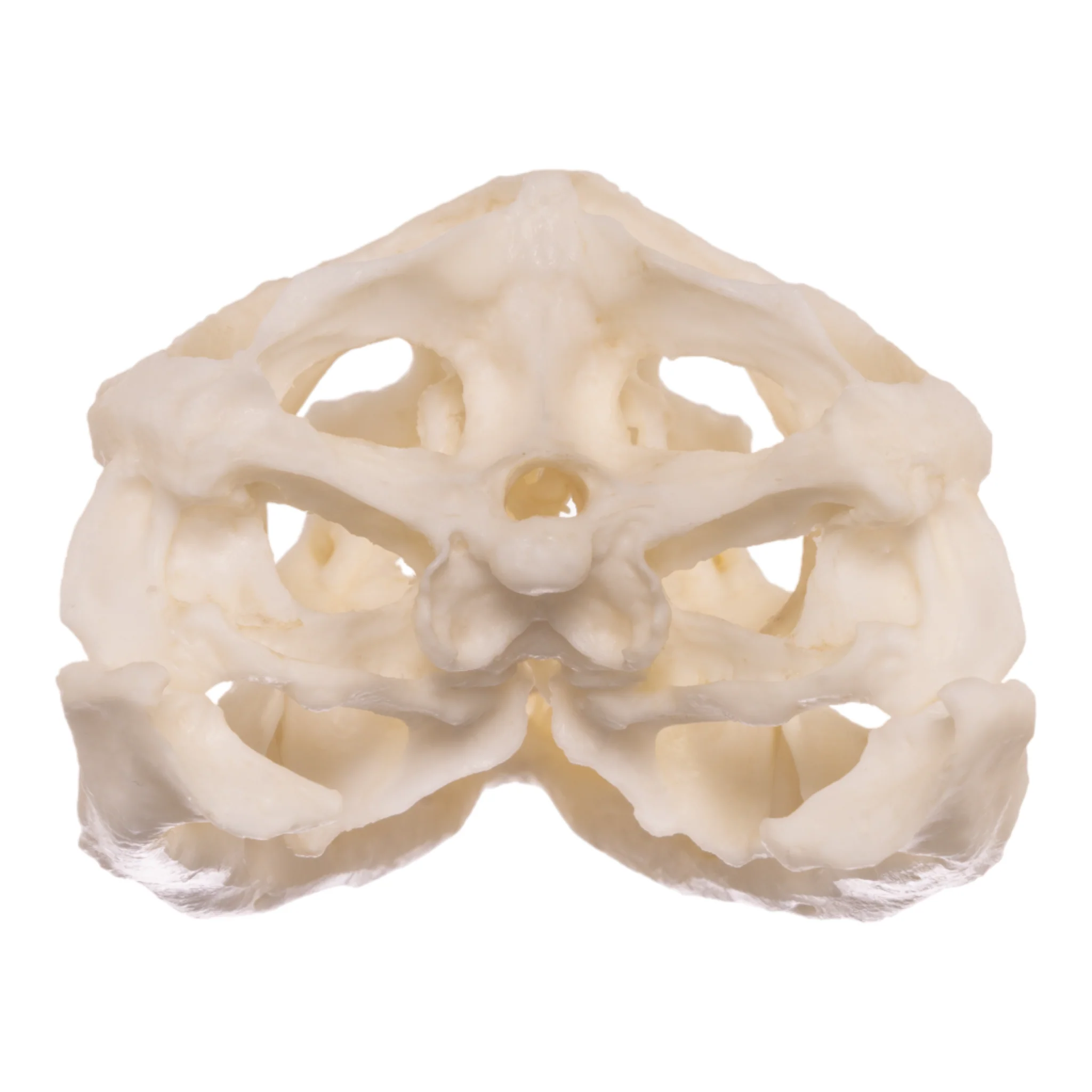 Replica Anegada Rock Iguana Skull - Image 5