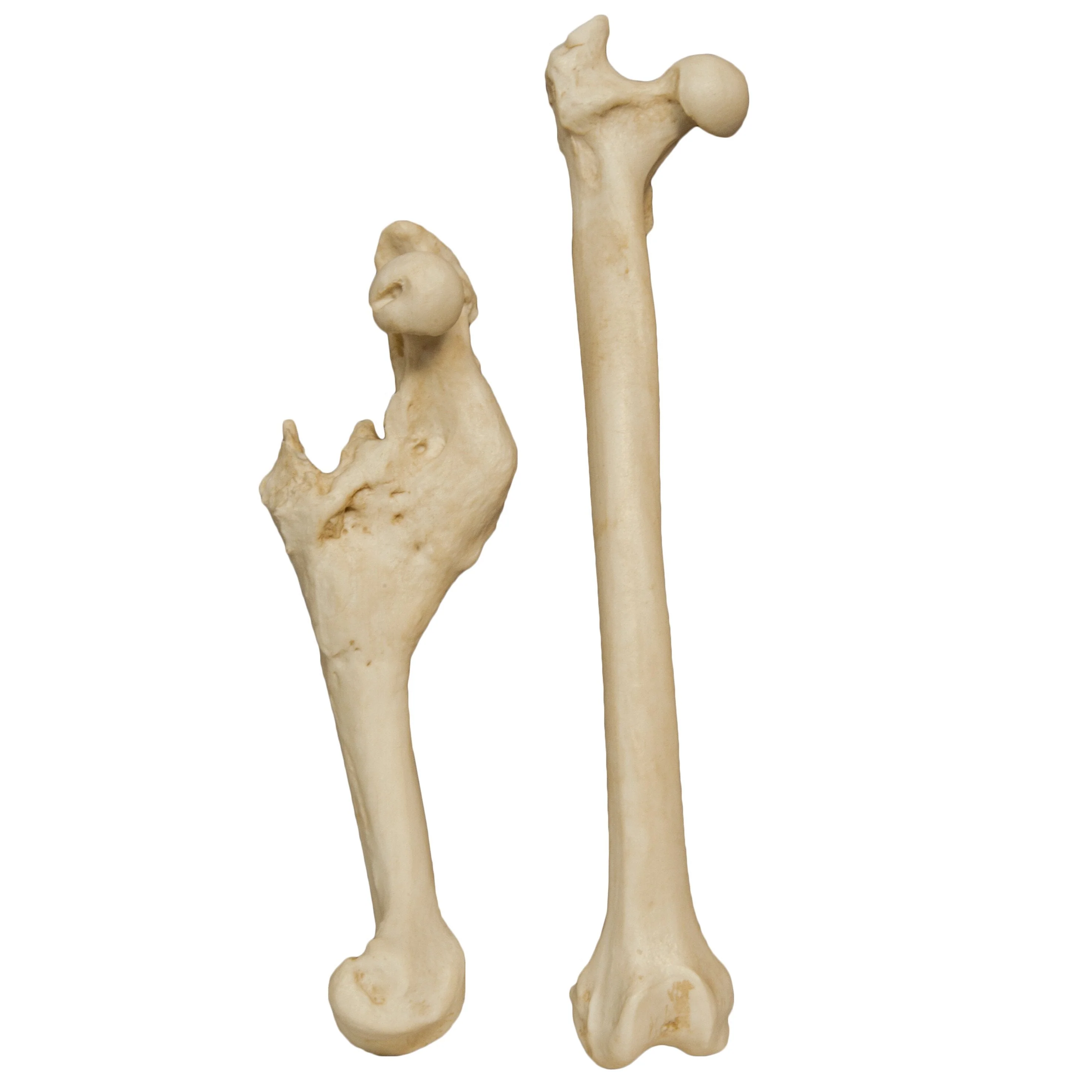Replica Animal Pathology Bone Set - Image 3