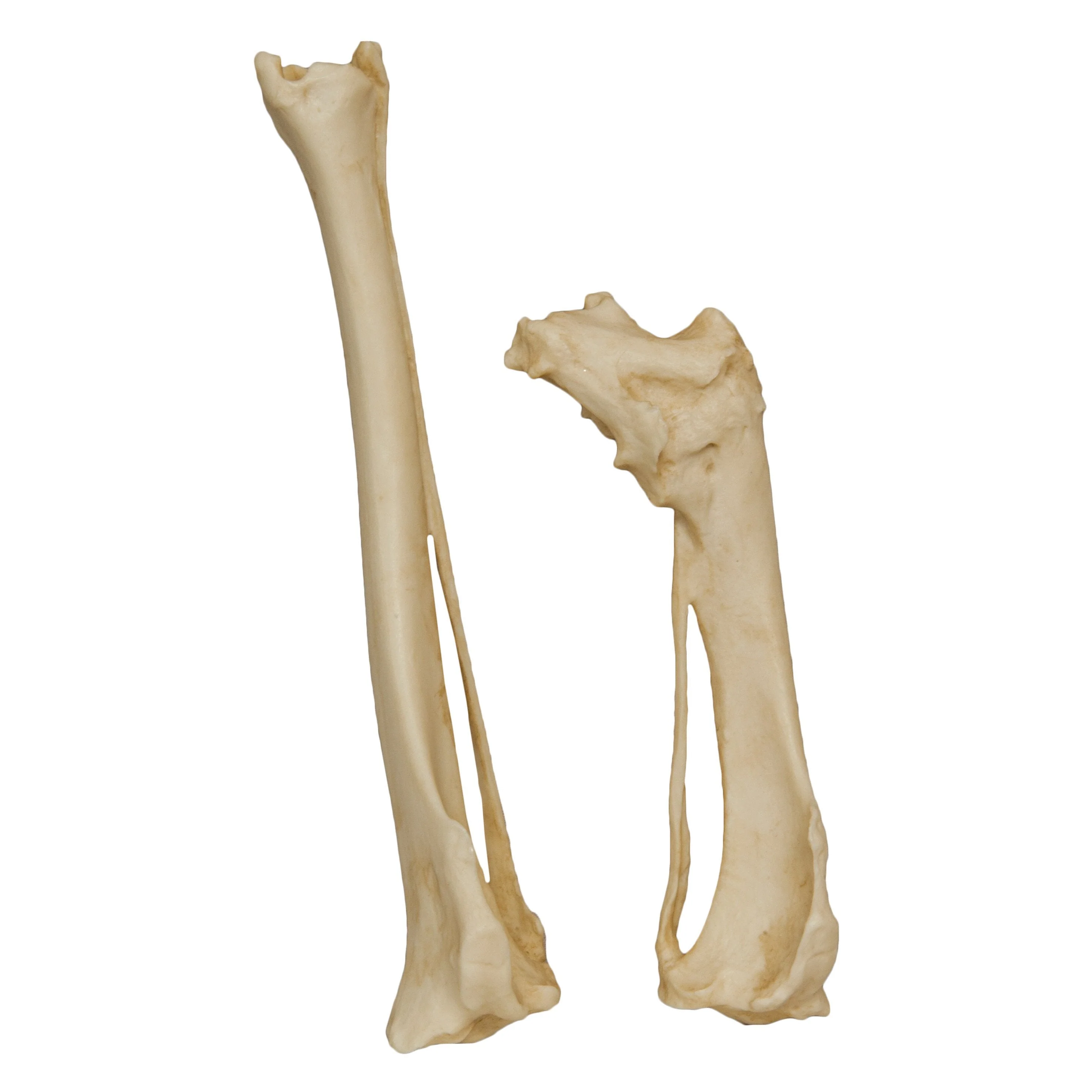 Replica Animal Pathology Bone Set - Image 4