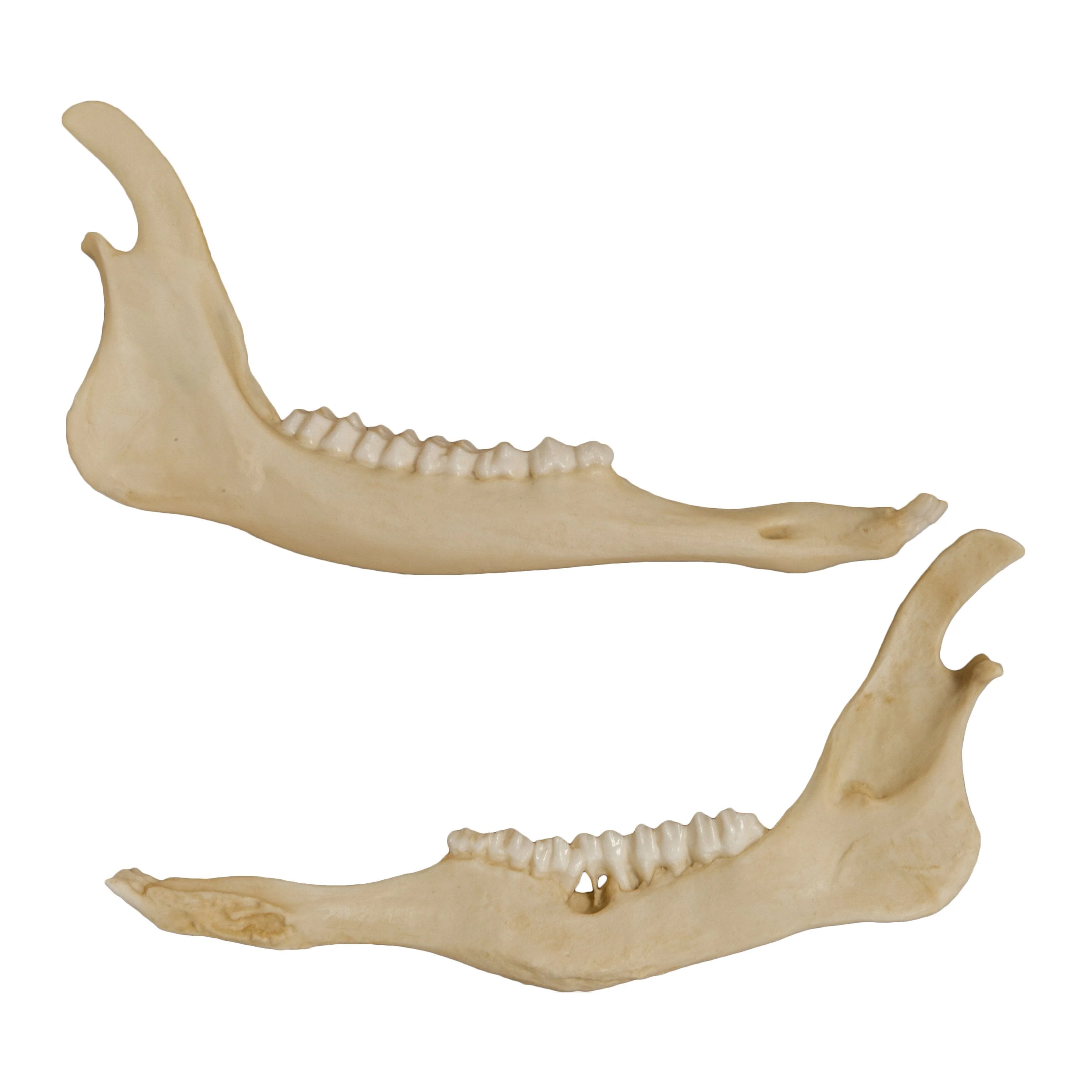 Replica Animal Pathology Bone Set - Image 5
