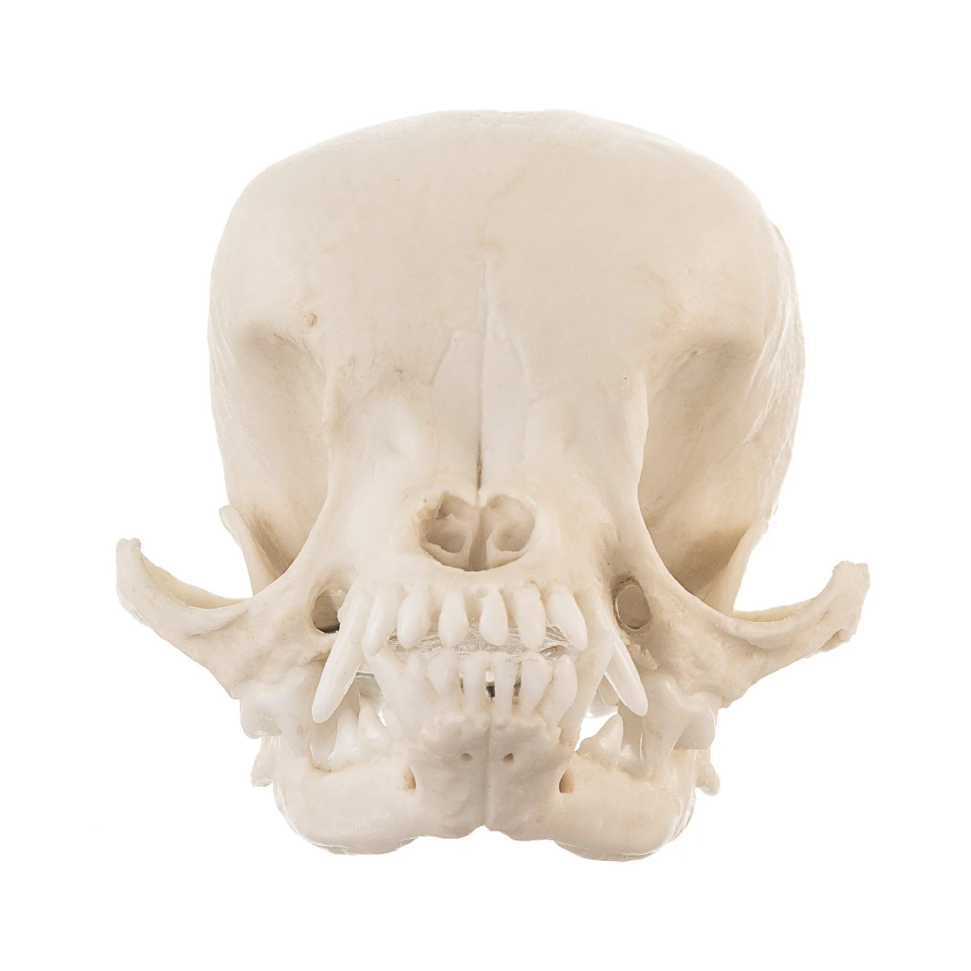 Replica Domestic Dog Skull - Apple Head Chihuahua - Image 3