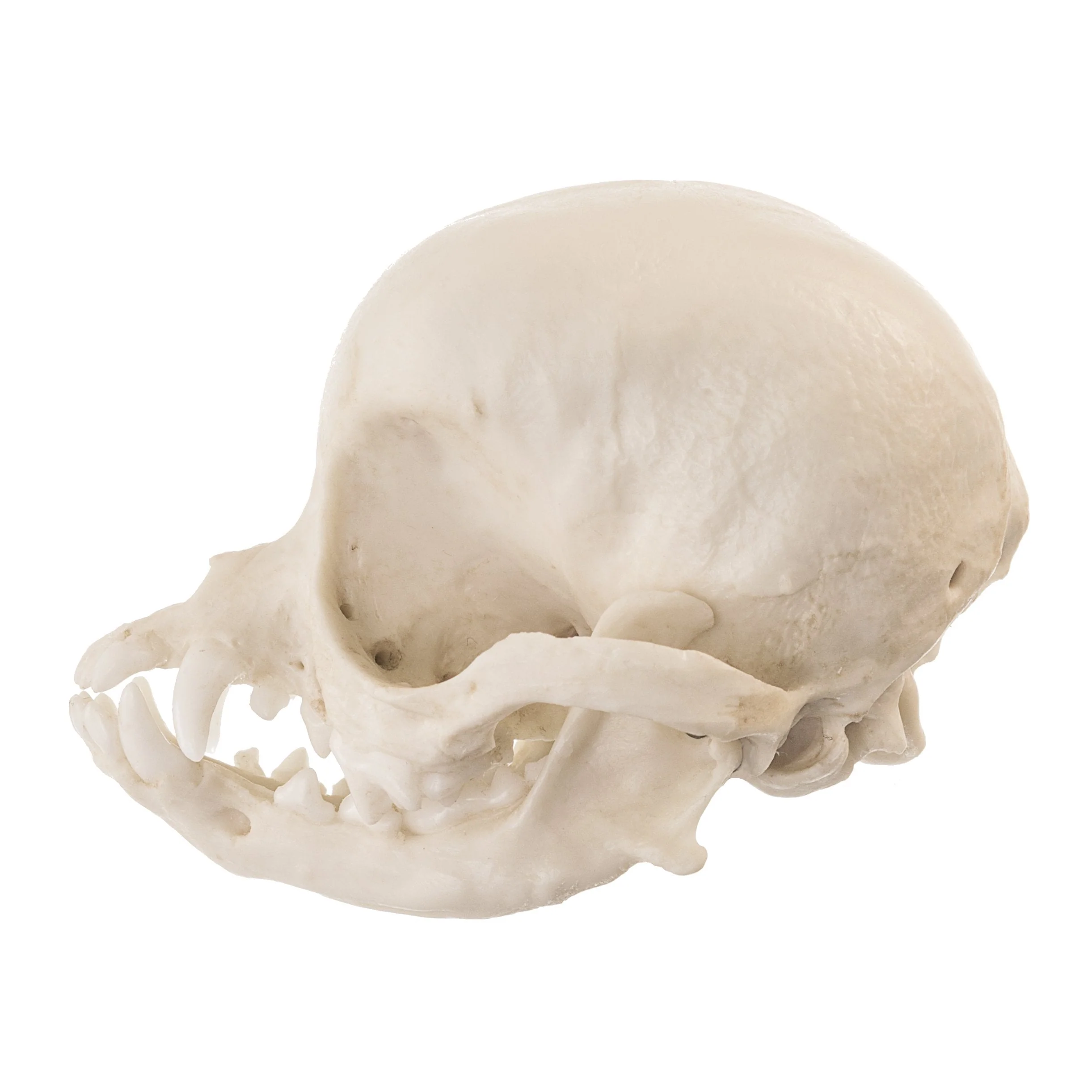 Replica Domestic Dog Skull - Apple Head Chihuahua - Image 4