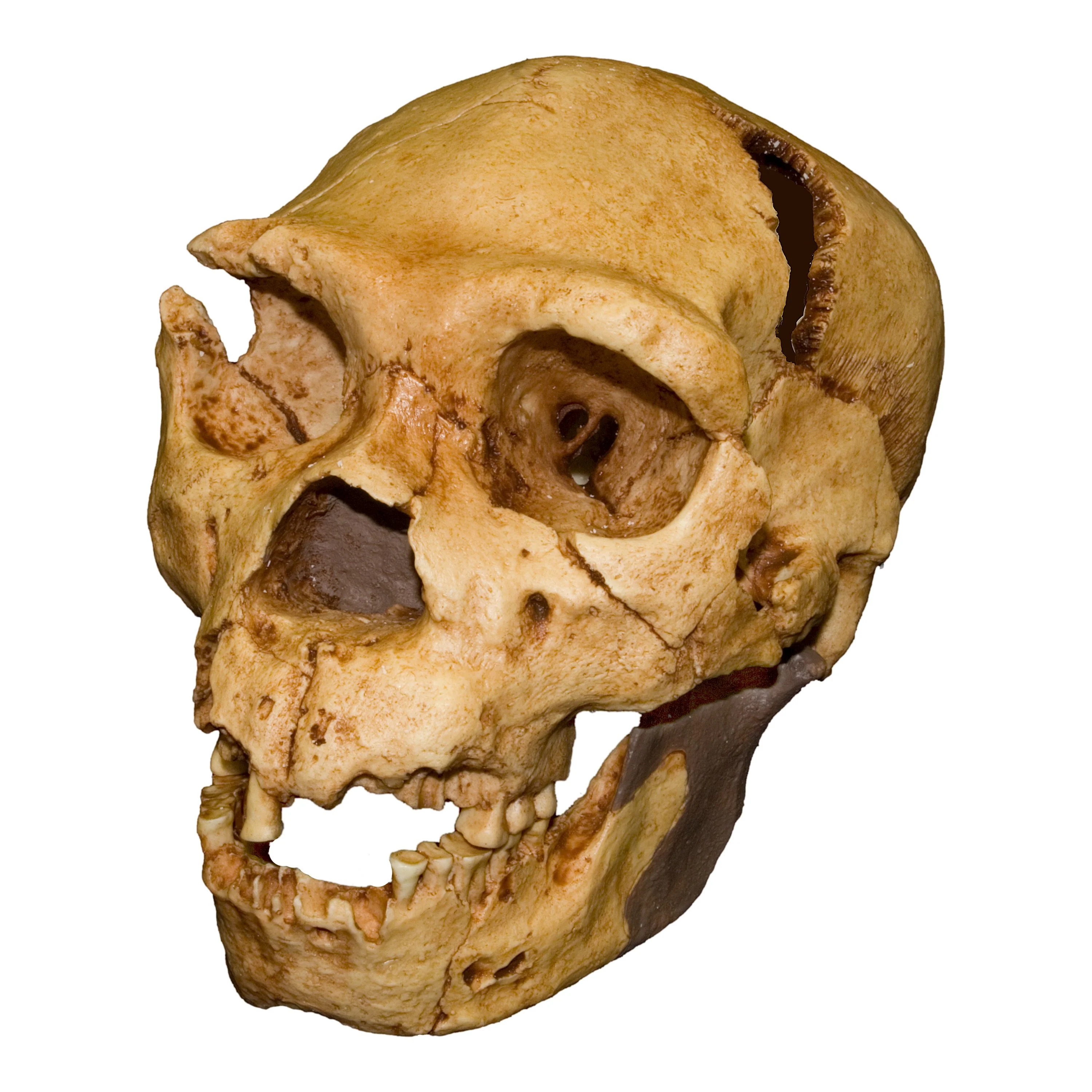 Replica Atapuerca 5 Skull