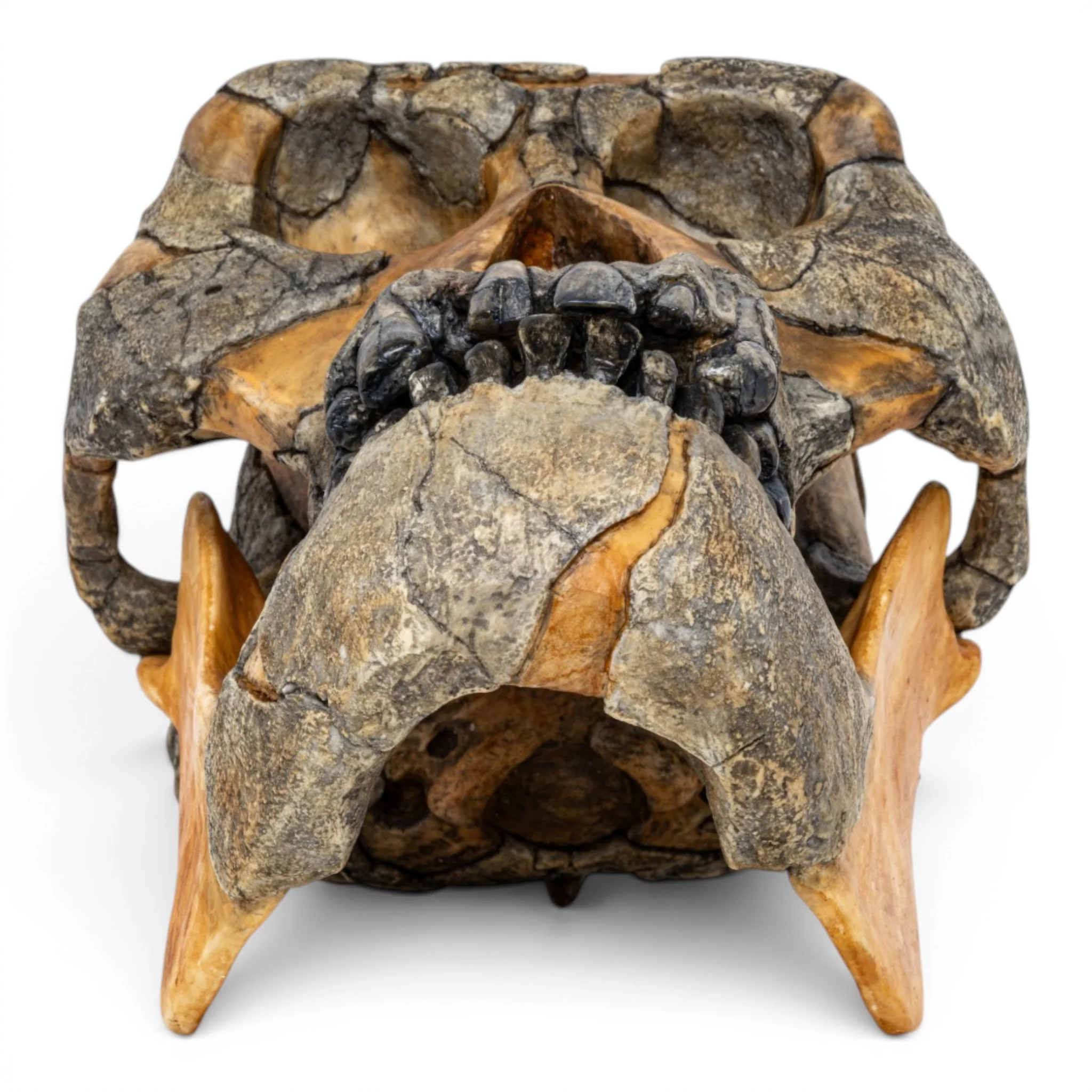 Replica Australopithecus afarensis Skull - Image 3