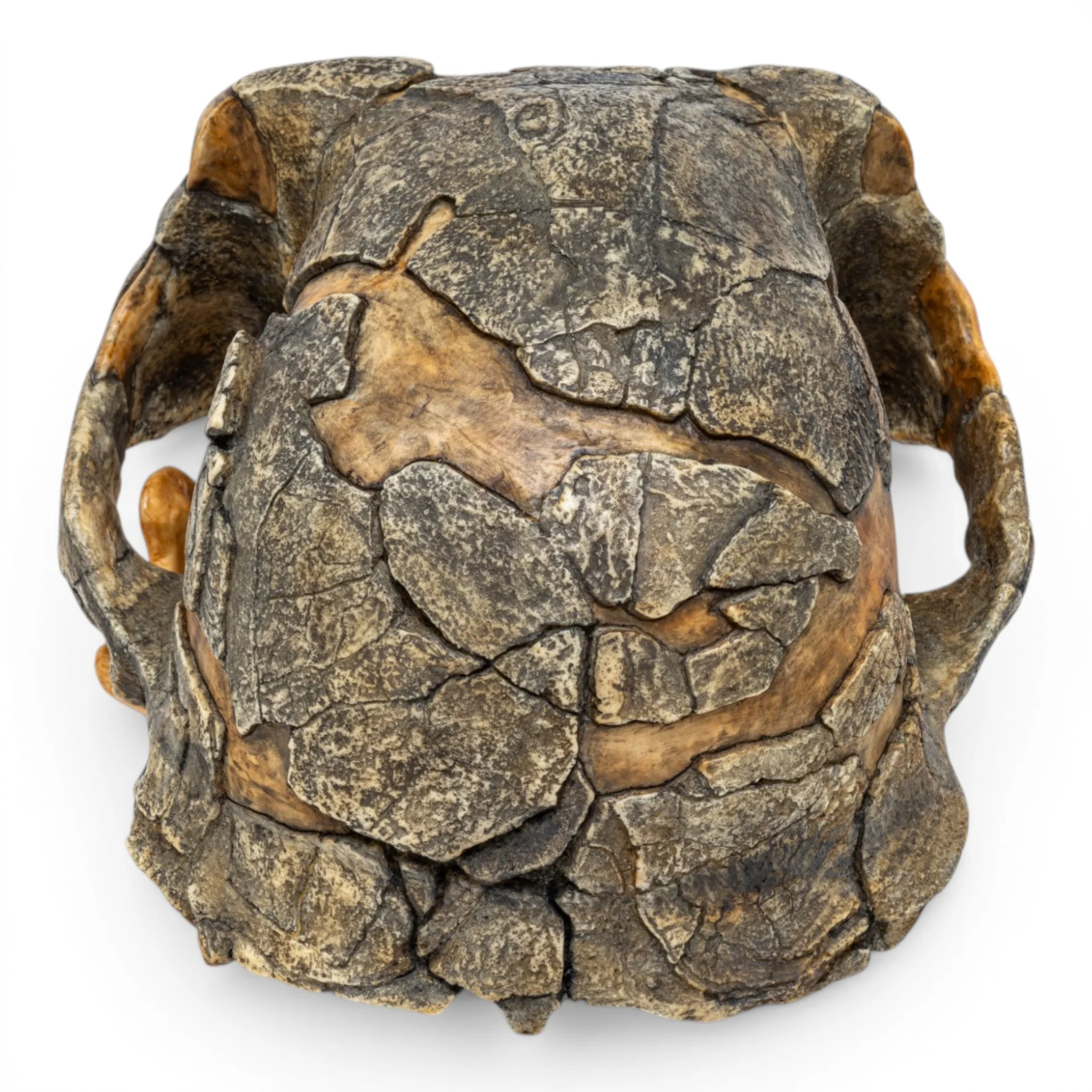 Replica Australopithecus afarensis Skull - Image 5