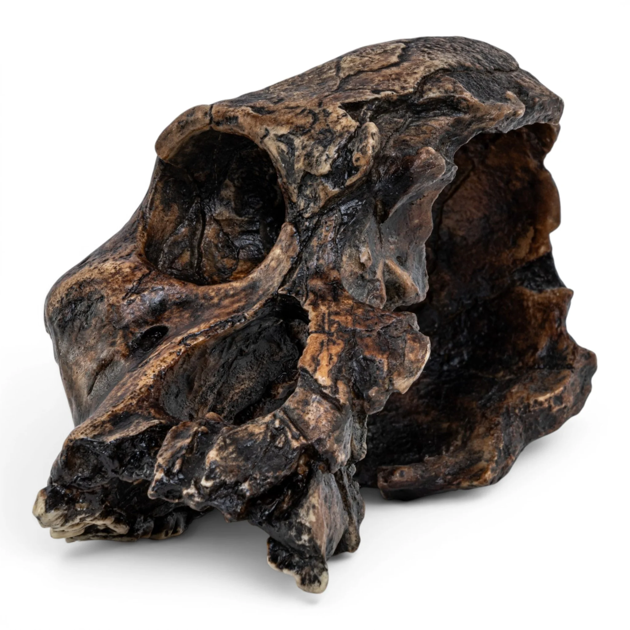 Replica Australopithecus africanus Skull