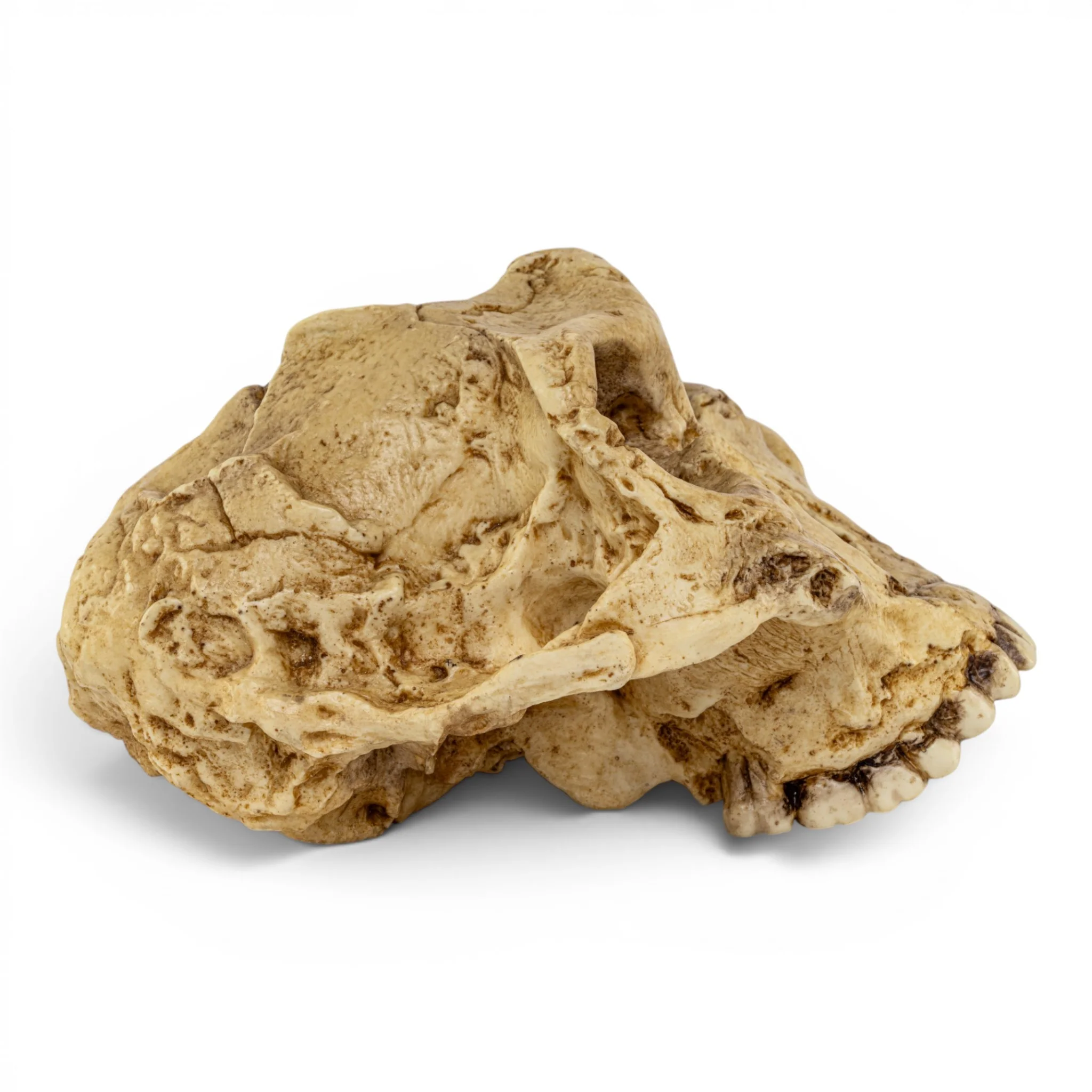 Replica Australopithecus robustus Cranium - Image 2