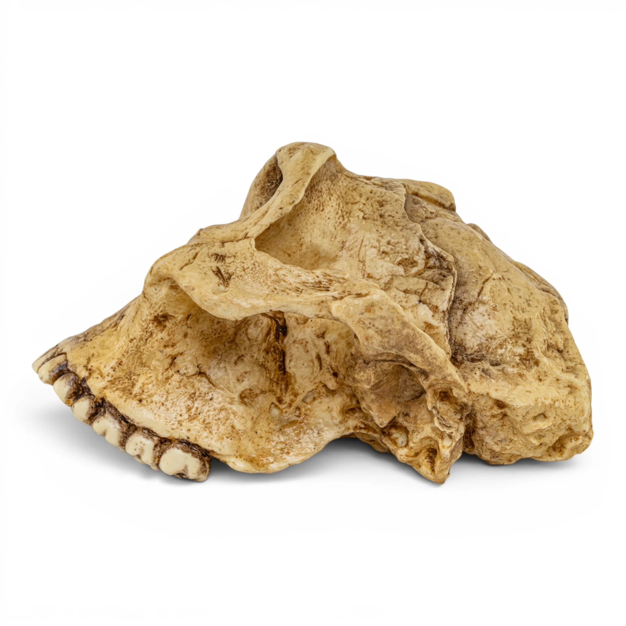 Replica Australopithecus robustus Cranium - Image 4