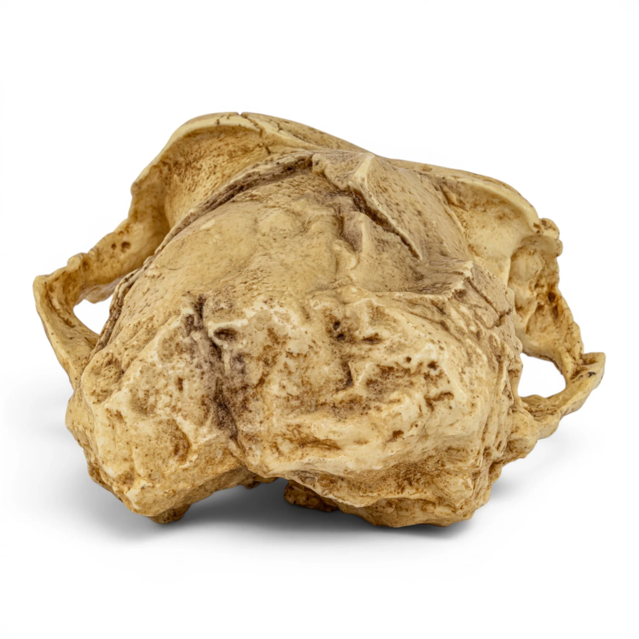 Replica Australopithecus robustus Cranium - Image 5