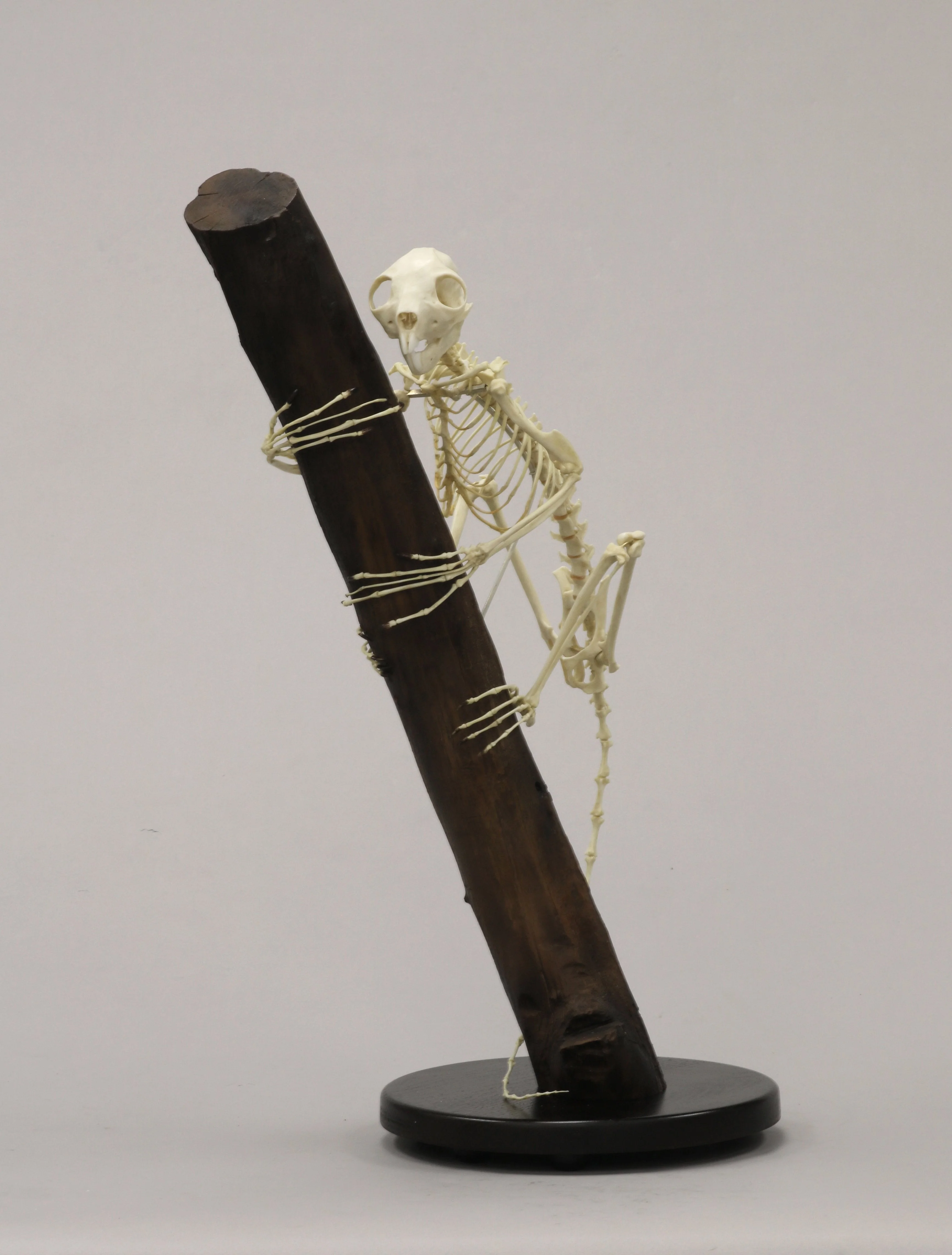 Replica Aye-Aye Skeleton - Image 2
