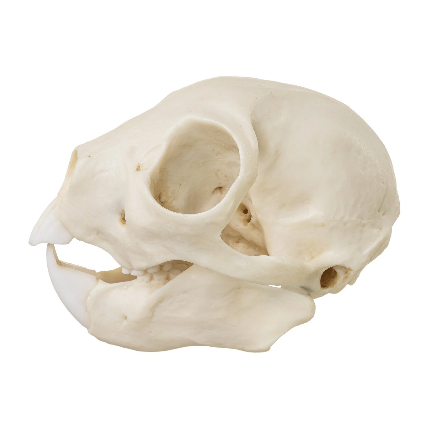 Replica Aye-aye Skull - Image 3