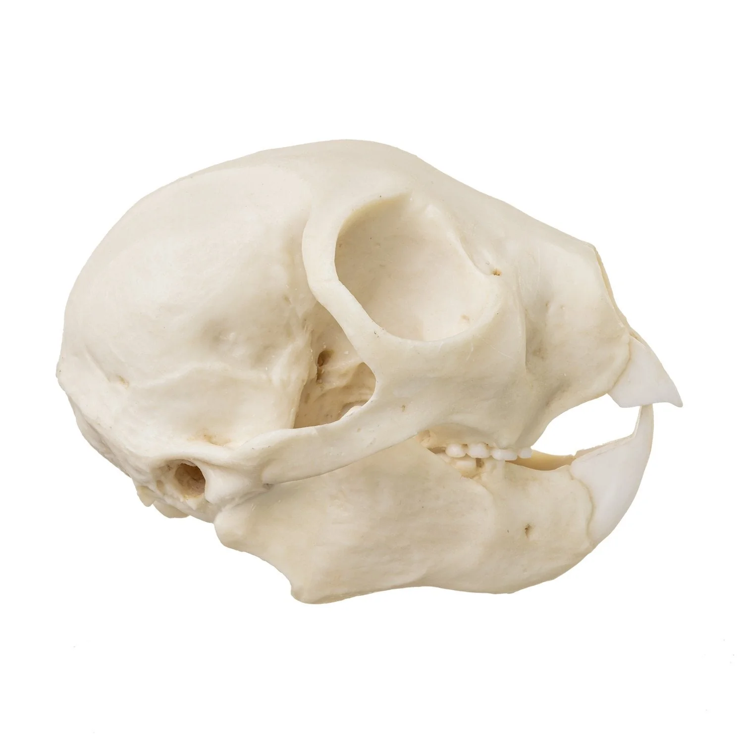 Replica Aye-aye Skull - Image 4