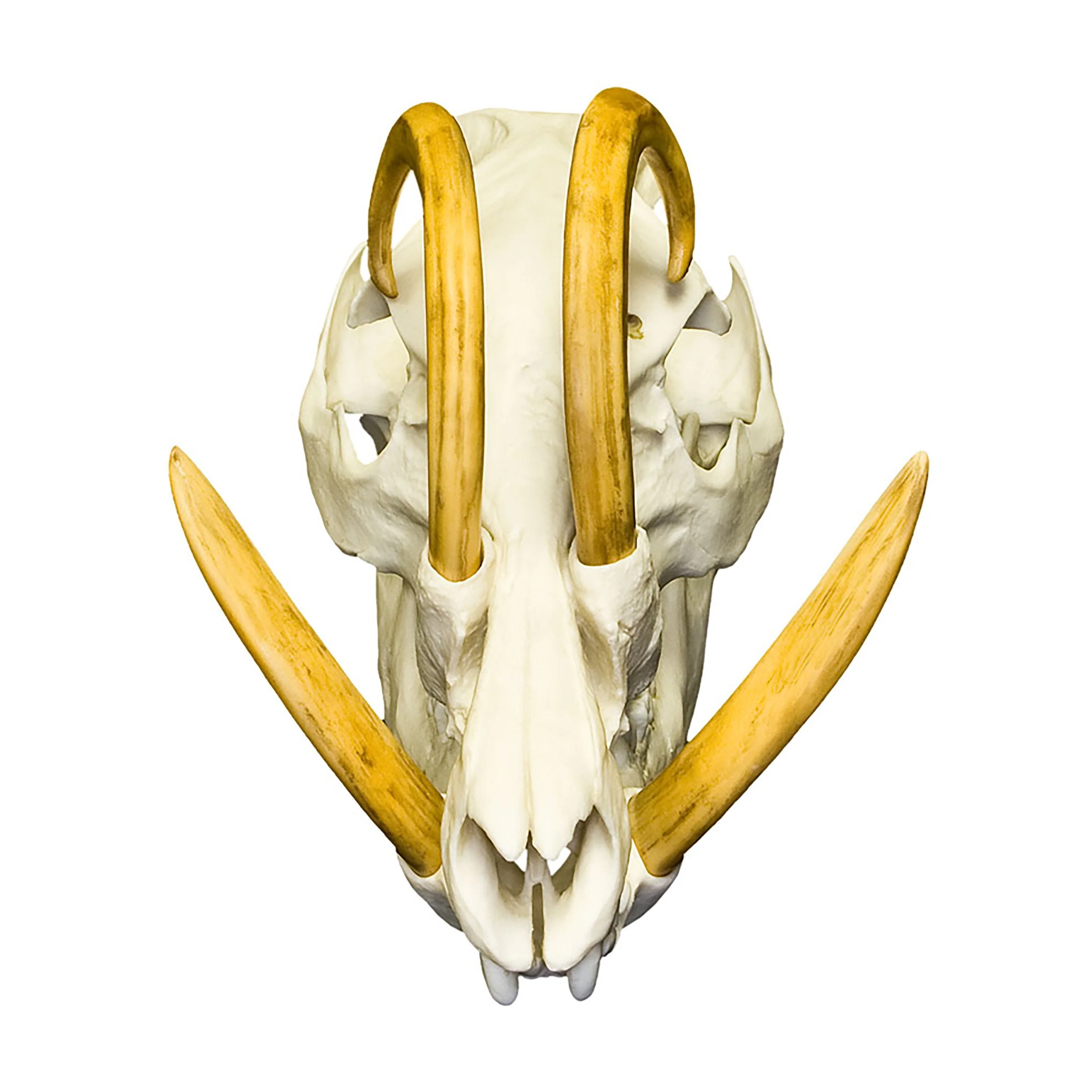 Replica Babirusa Skull - Image 3