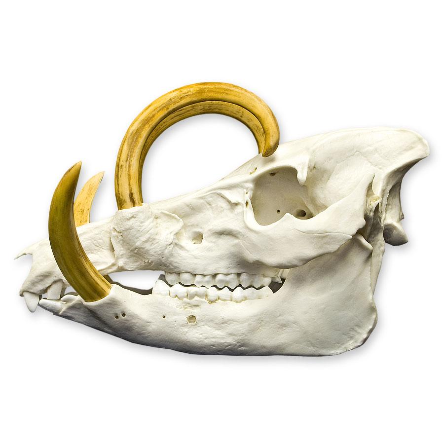 Replica Babirusa Skull - Image 4