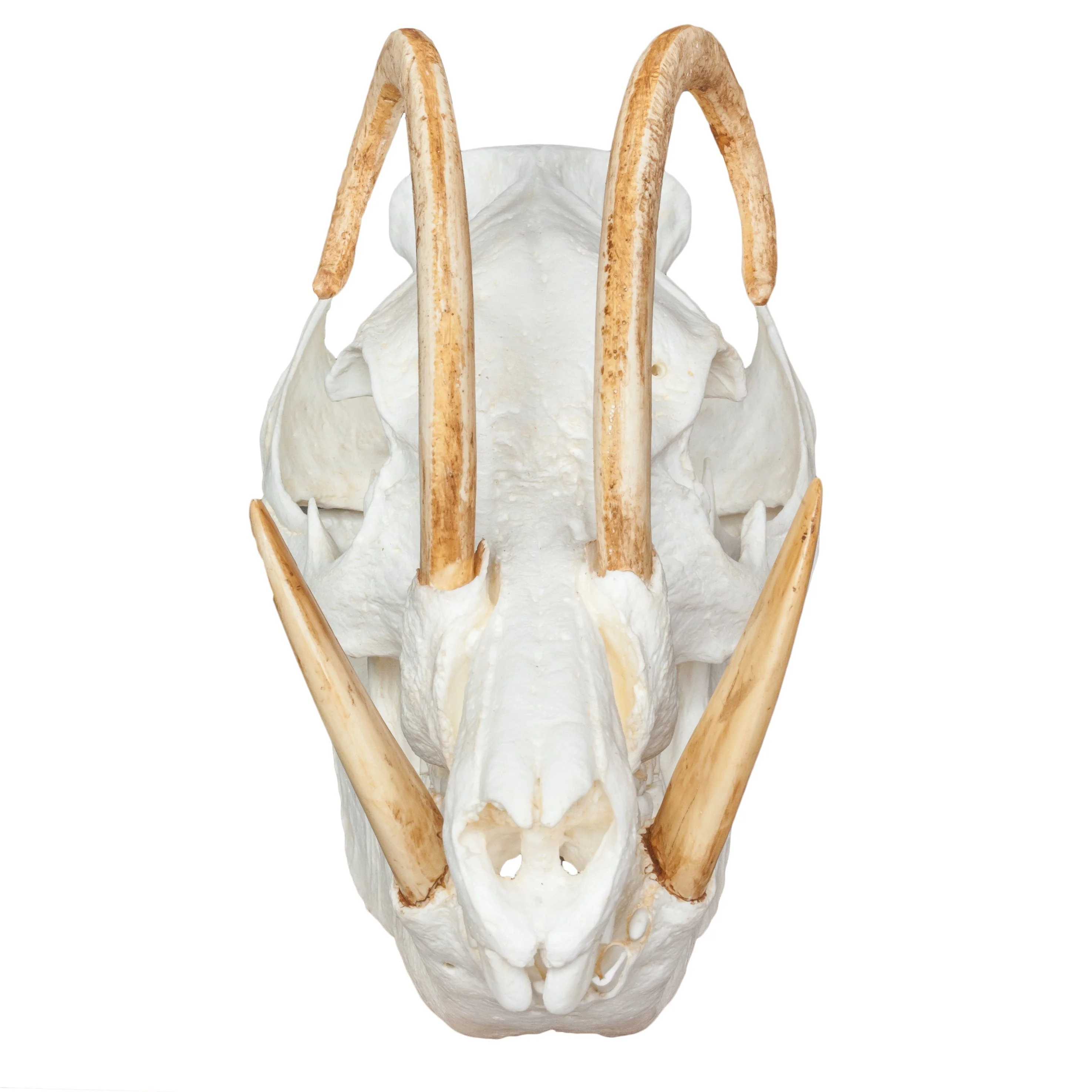 Replica Babirusa Skull - Image 3