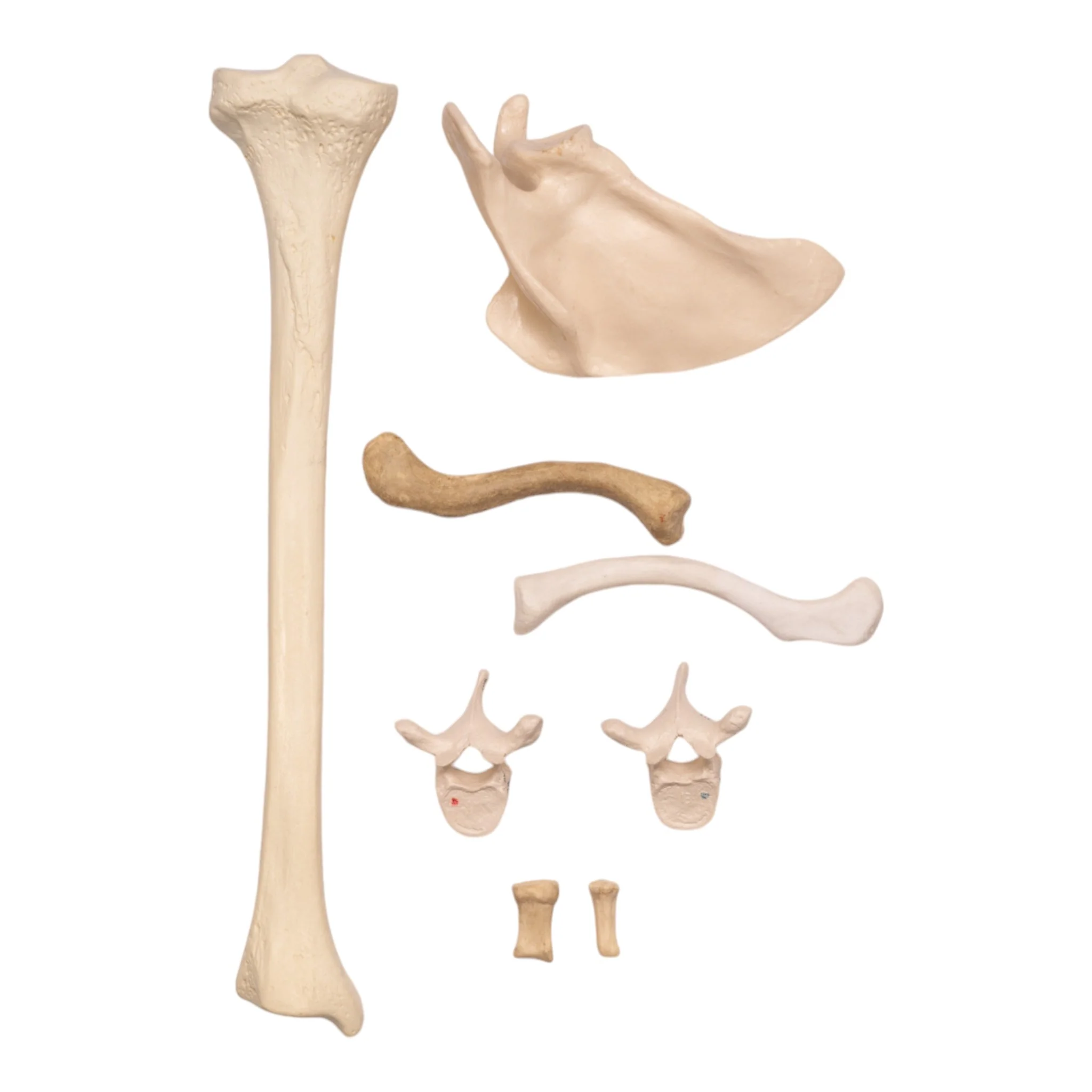 Replica Bag-O-Human Bones - Image 2