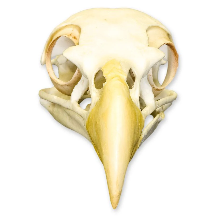 Replica Bald Eagle Skull - Image 3